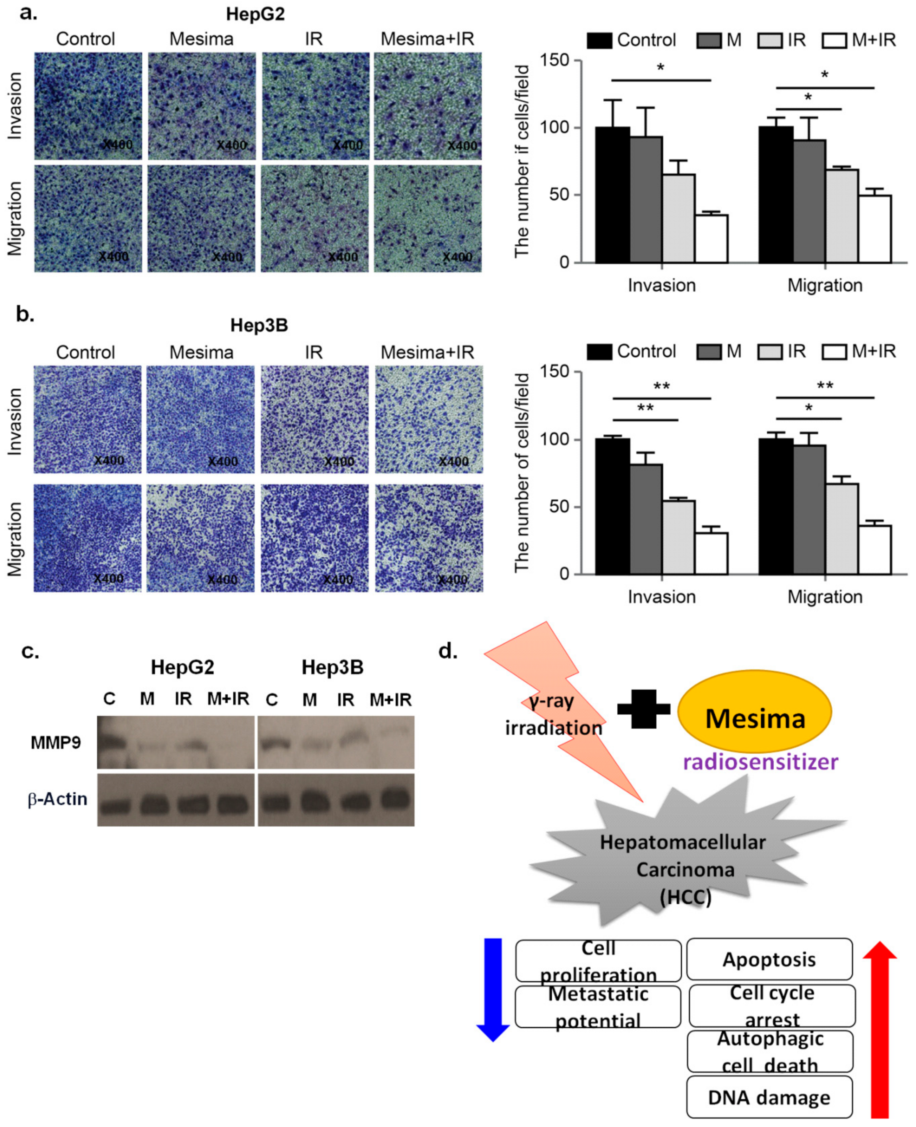 Ijms 21 00871 g005 Ijms 21 00871 g005
