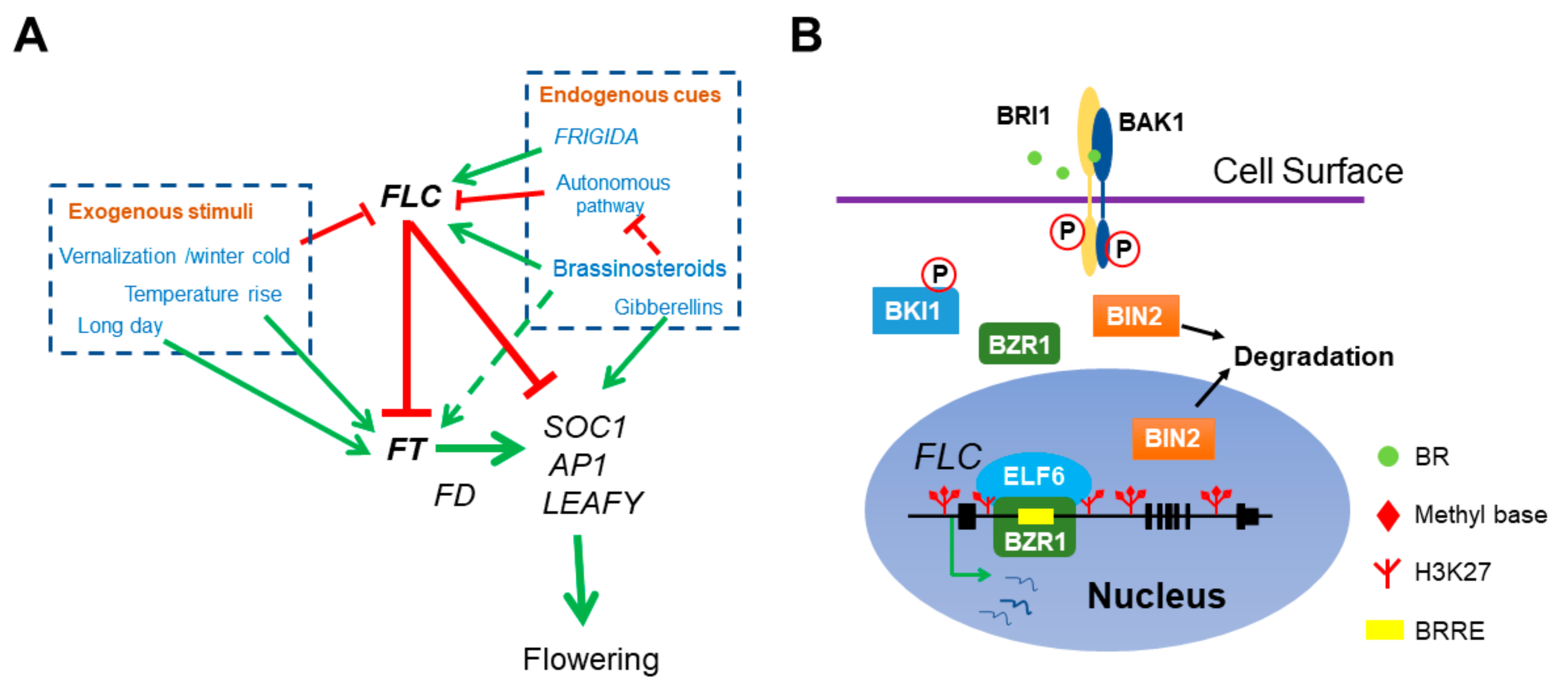 Chemical Structure Diversity and Extensive Biological
