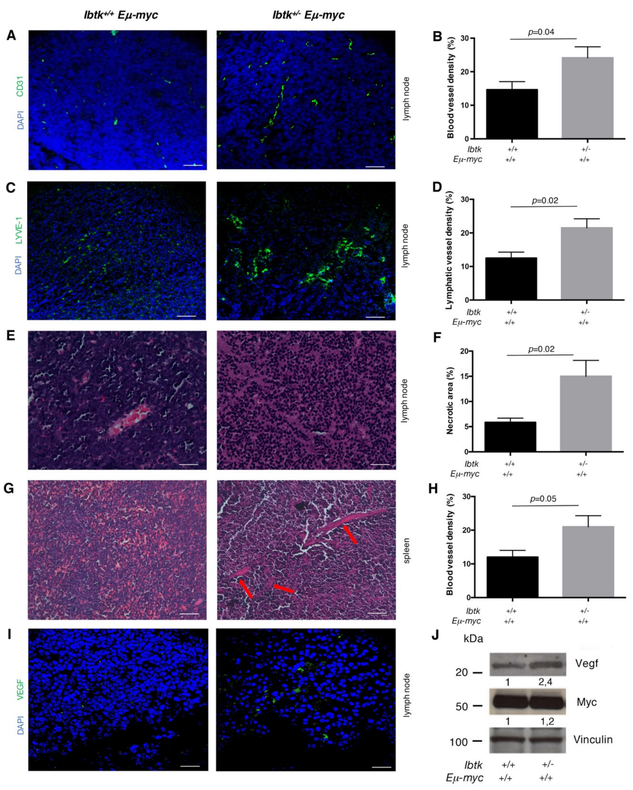 Ijms 21 00885 g002 Ijms 21 00885 g002