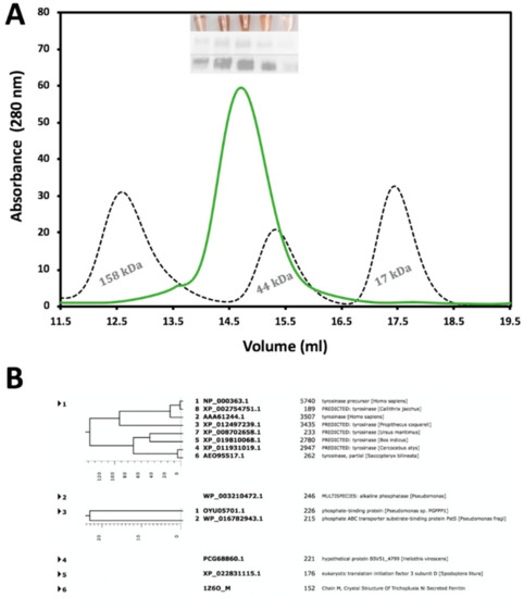 Ijms Free Full Text Human Tyrosinase Temperature Dependent Kinetics Of Oxidase Activity Html