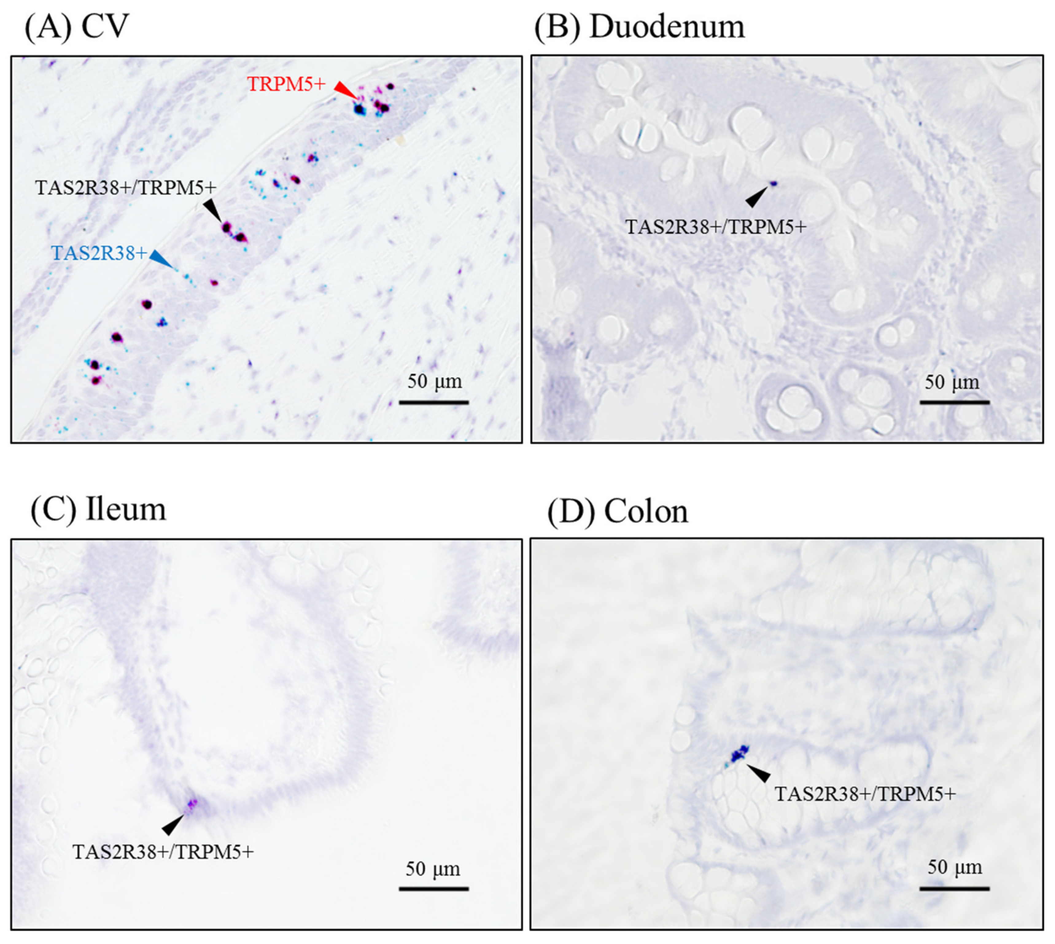 Ijms 21 00902 g003 Ijms 21 00902 g003