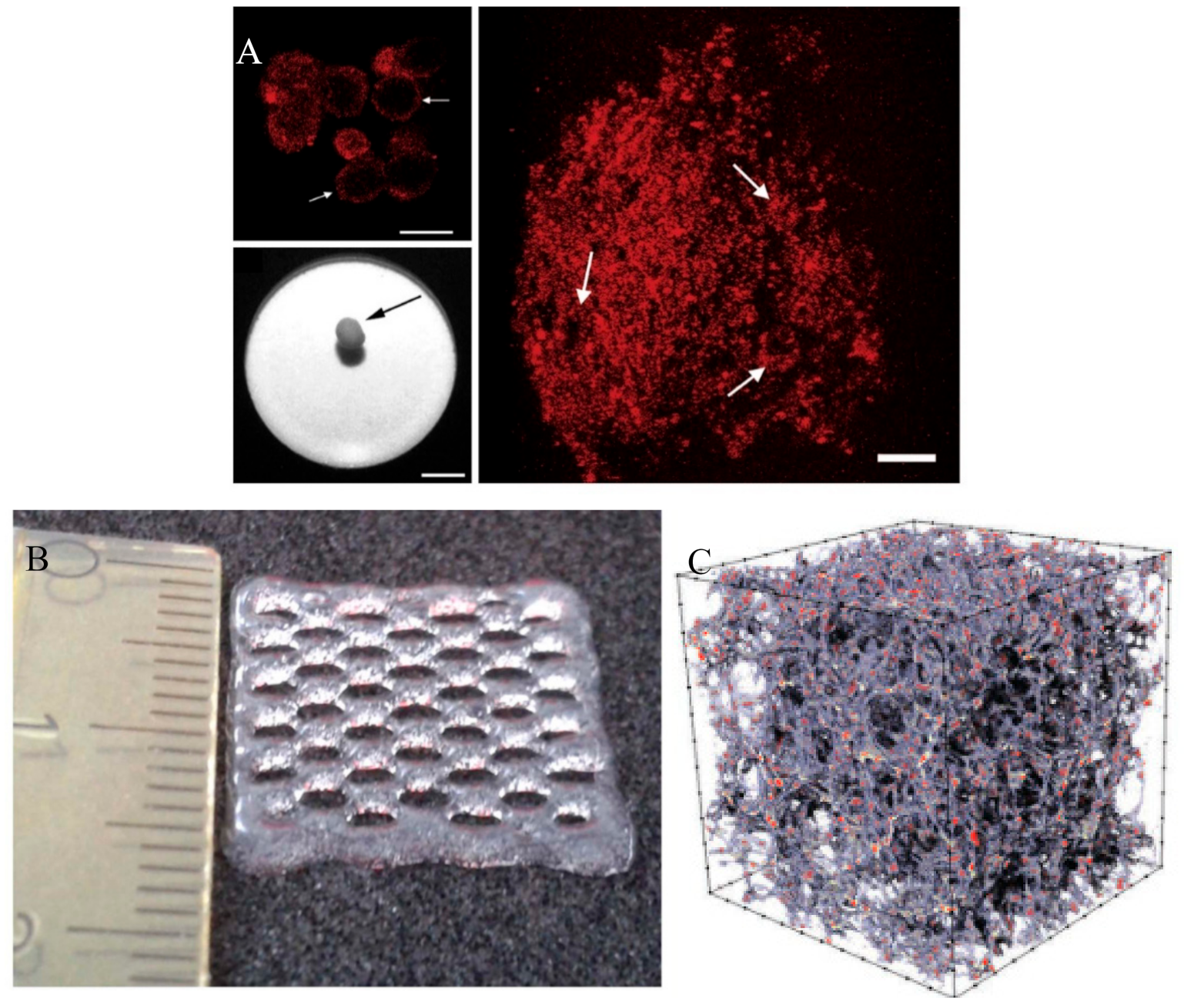 Ijms 21 00912 g003 Ijms 21 00912 g003