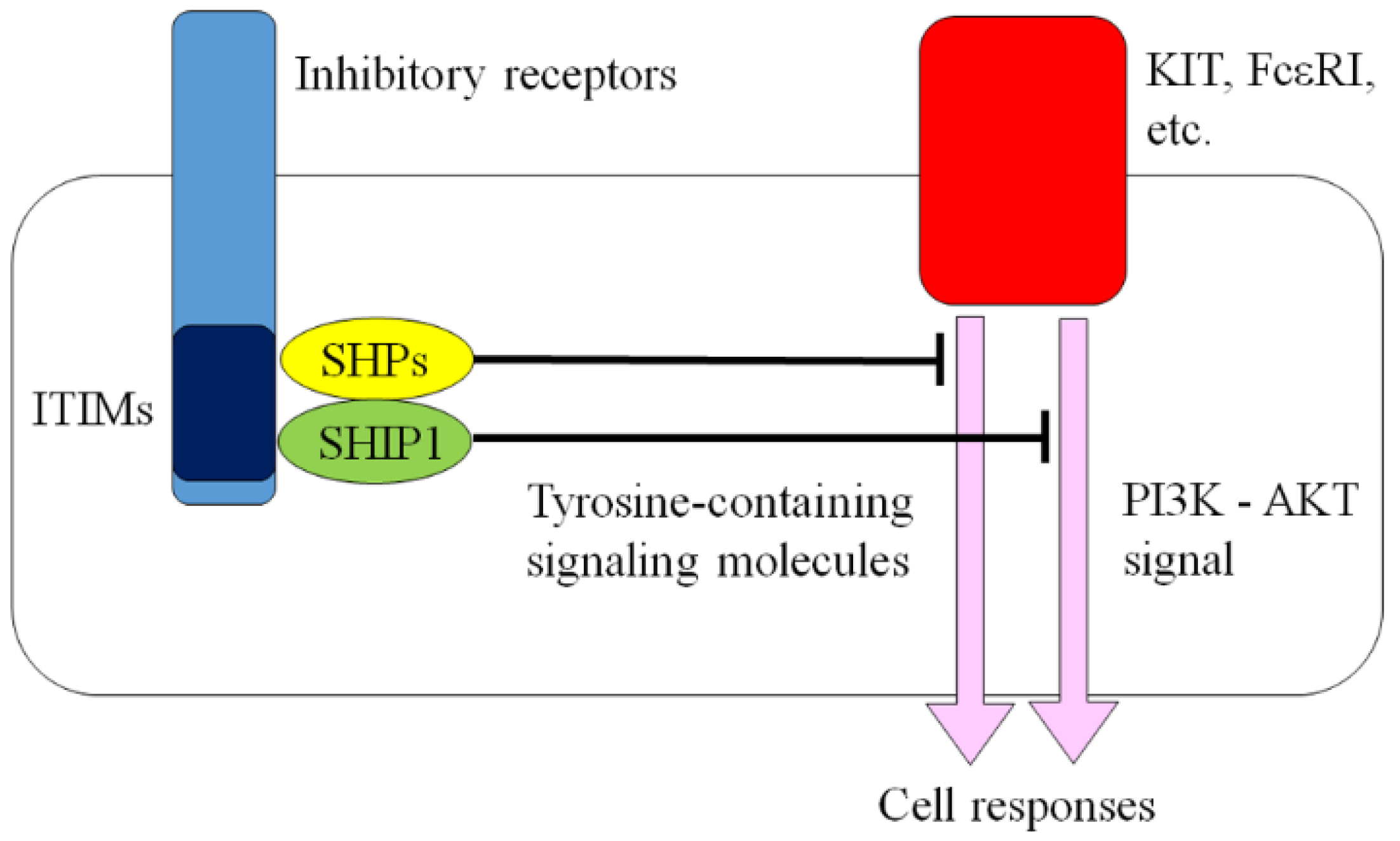 Ijms 21 00954 g001 Ijms 21 00954 g001