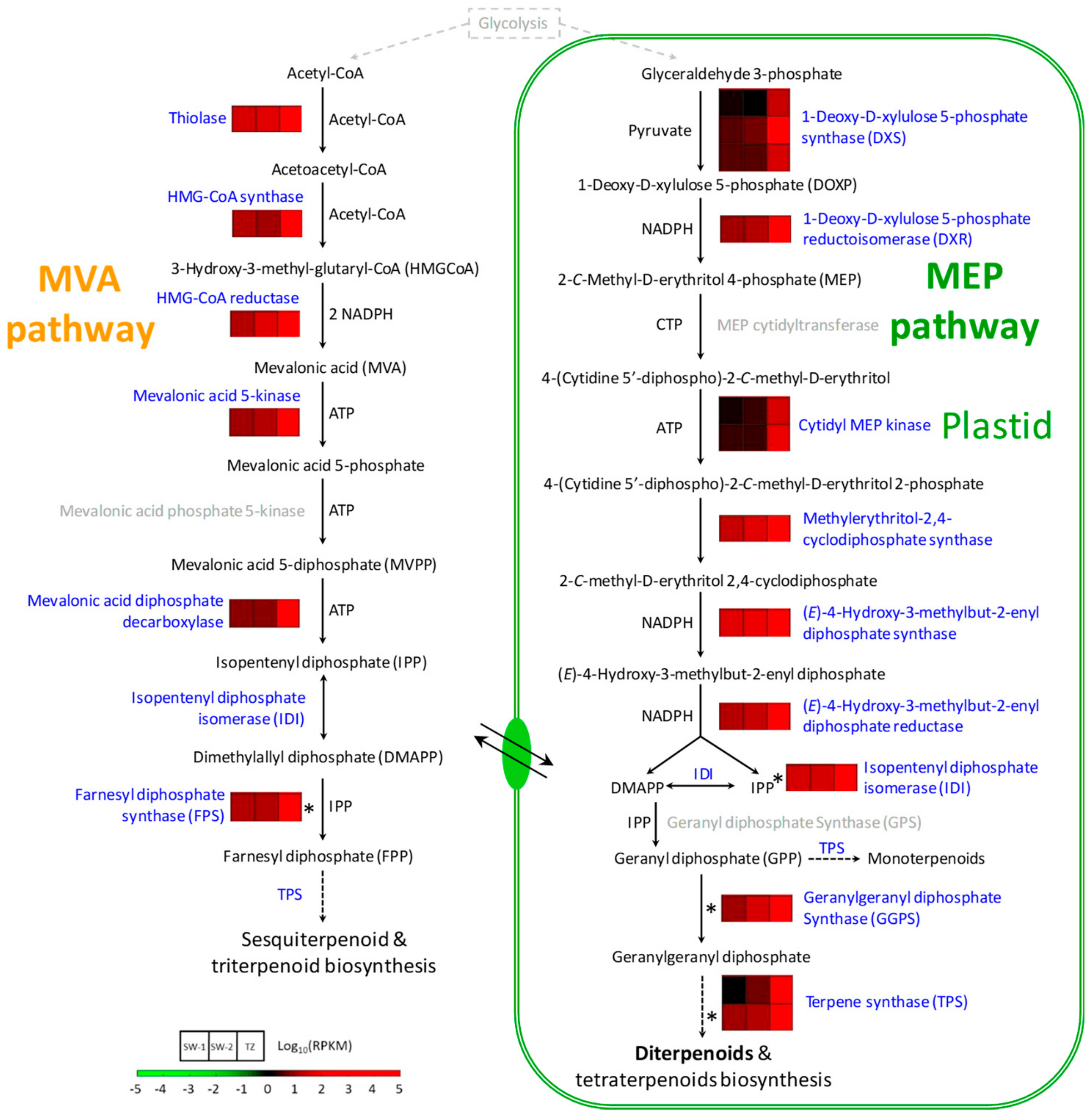Ijms 21 00960 g005 Ijms 21 00960 g005