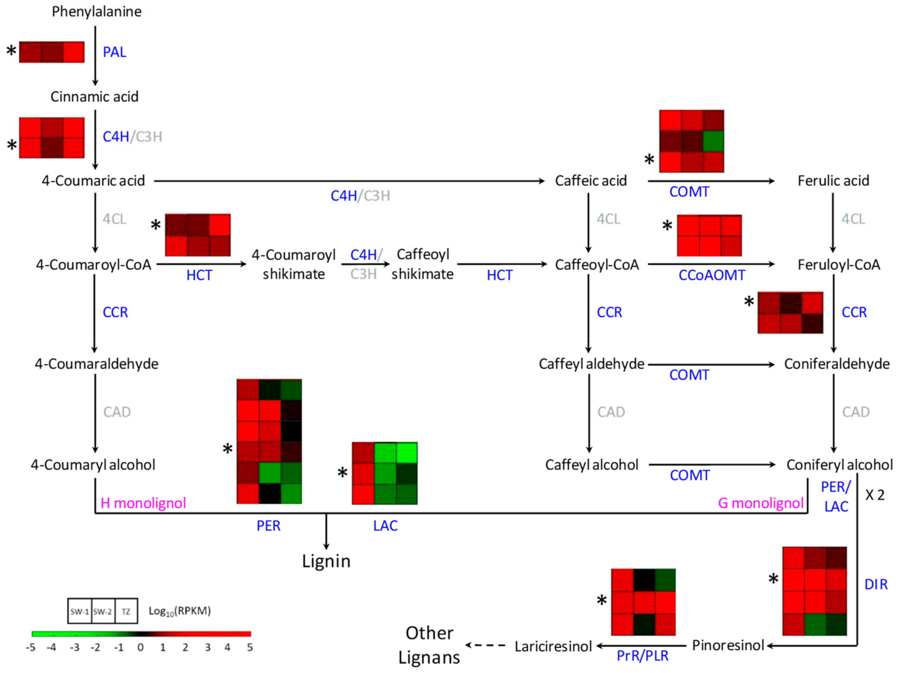 Ijms 21 00960 g007 Ijms 21 00960 g007
