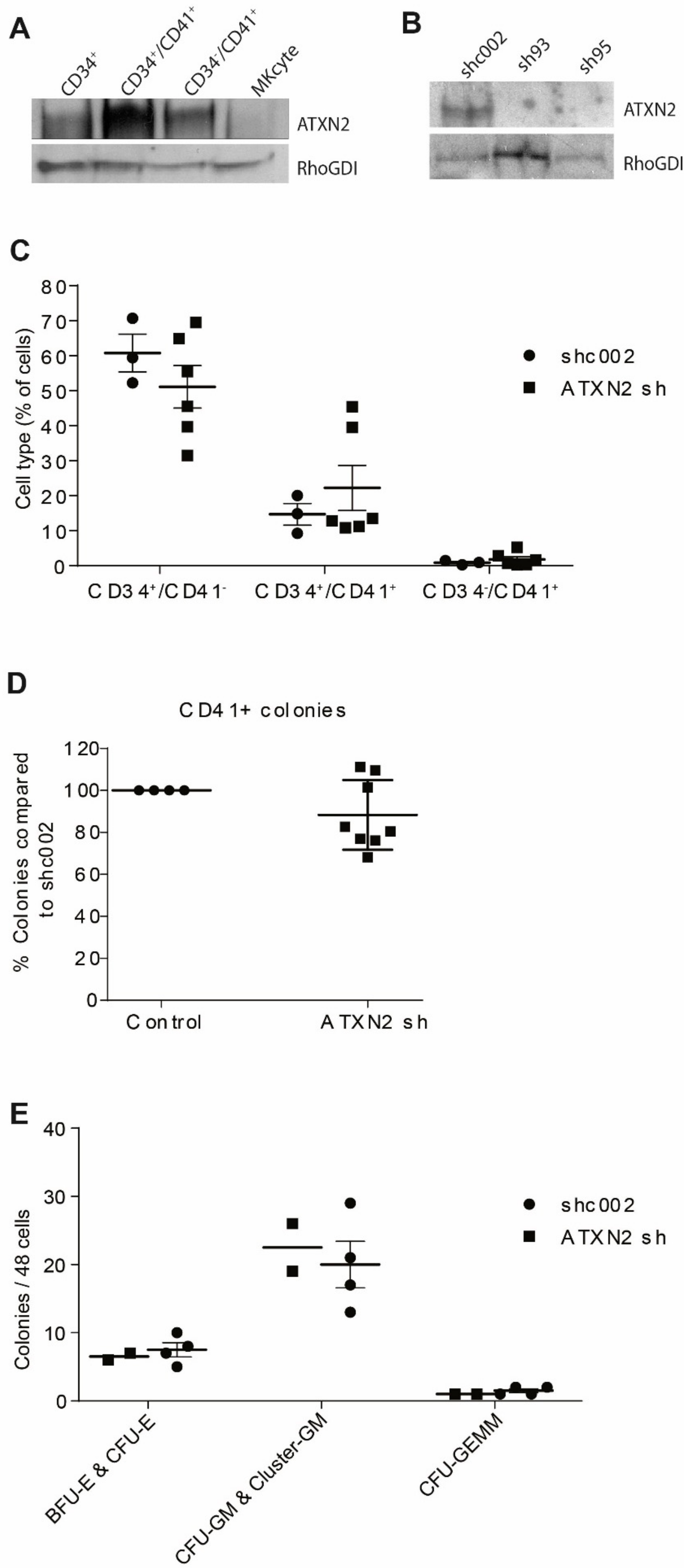 Ijms Free Full Text The Rna Binding Protein Atxn2 Is Expressed During Megakaryopoiesis And May Control Timing Of Gene Expression Html Ijms Free Full Text The Rna Binding Protein Atxn2 Is Expressed During Megakaryopoiesis And May Control Timing Of Gene Expression Html