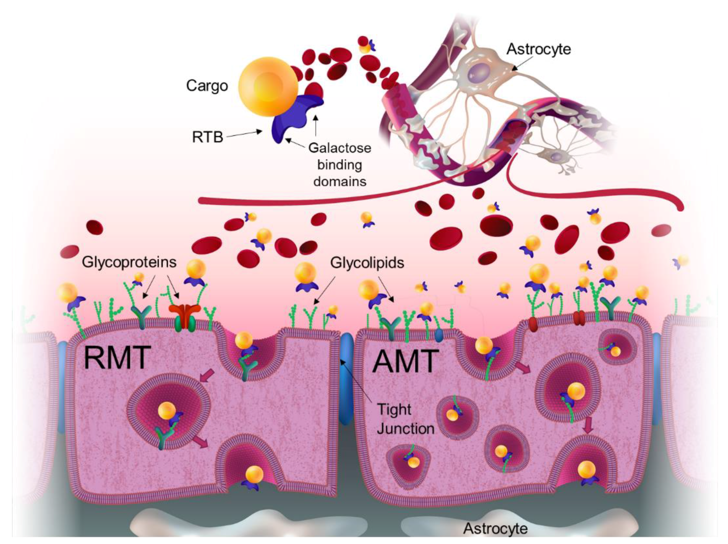 Ijms 21 00971 g001 Ijms 21 00971 g001