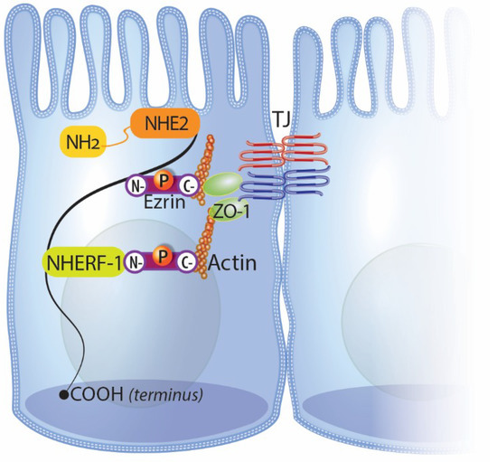 IJMS Free FullText The Integral Role of Tight Junction Proteins in