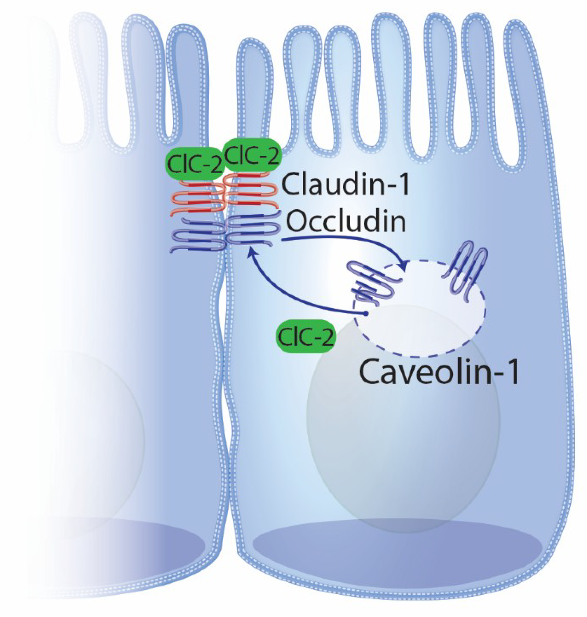 Ijms 21 00972 g002 Ijms 21 00972 g002