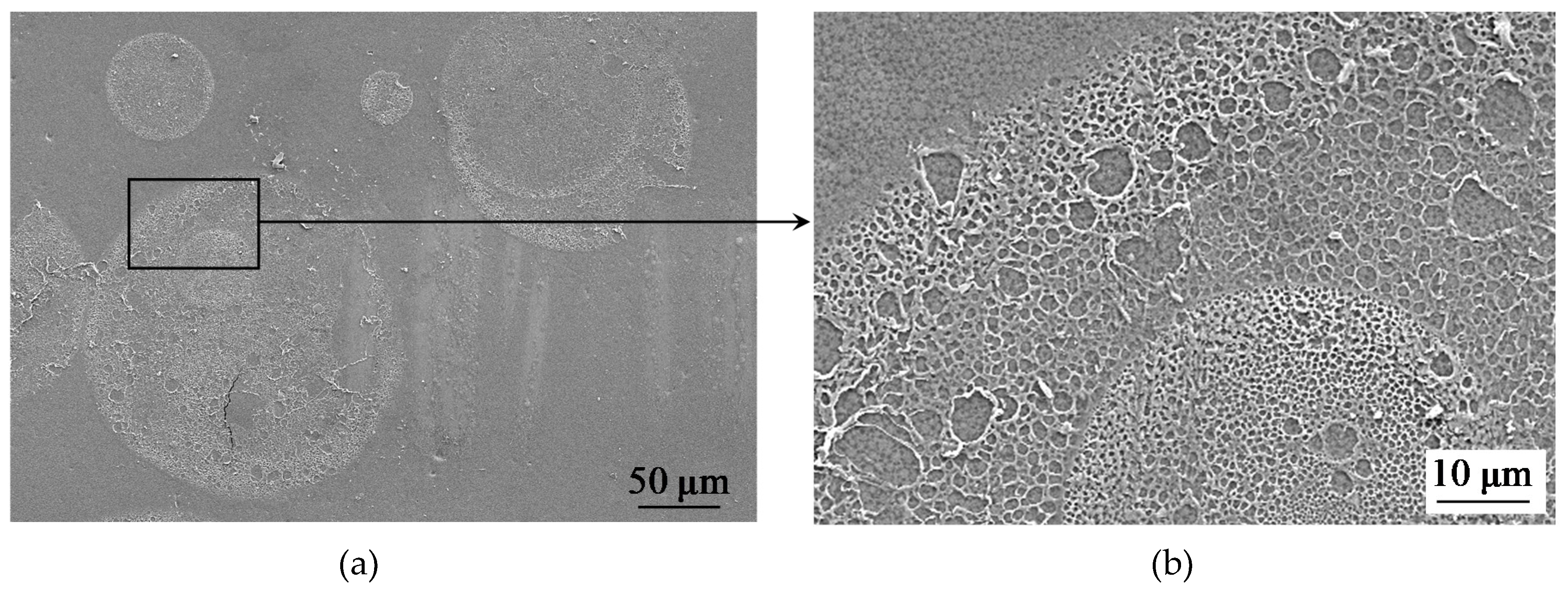 Ijms 21 00973 g005 Ijms 21 00973 g005