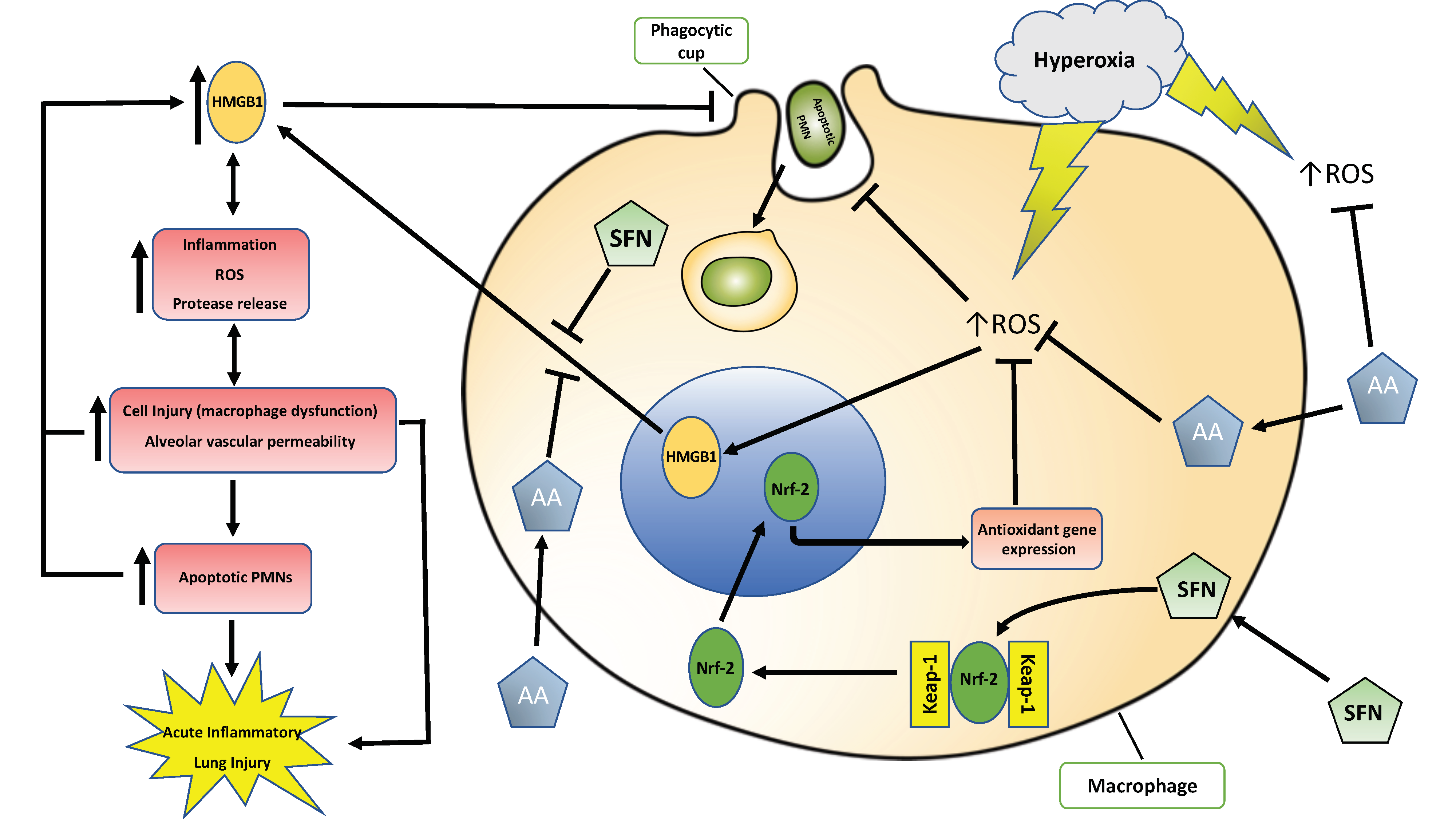 ijms free full text dietary antioxidants significantly attenuate hyperoxia induced acute inflammatory lung injury by enhancing macrophage function via reducing the accumulation of airway hmgb1 html