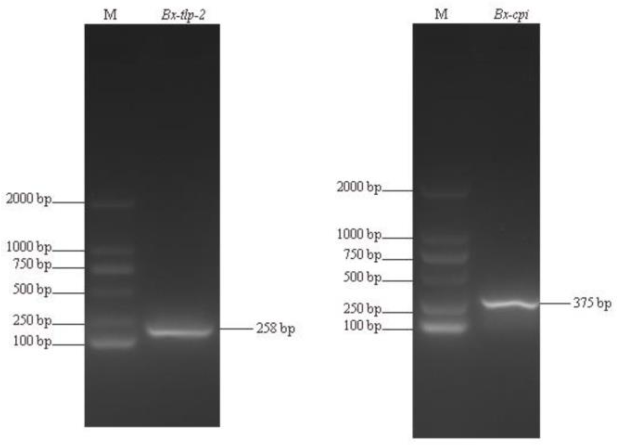 Ijms 21 00982 g001 Ijms 21 00982 g001