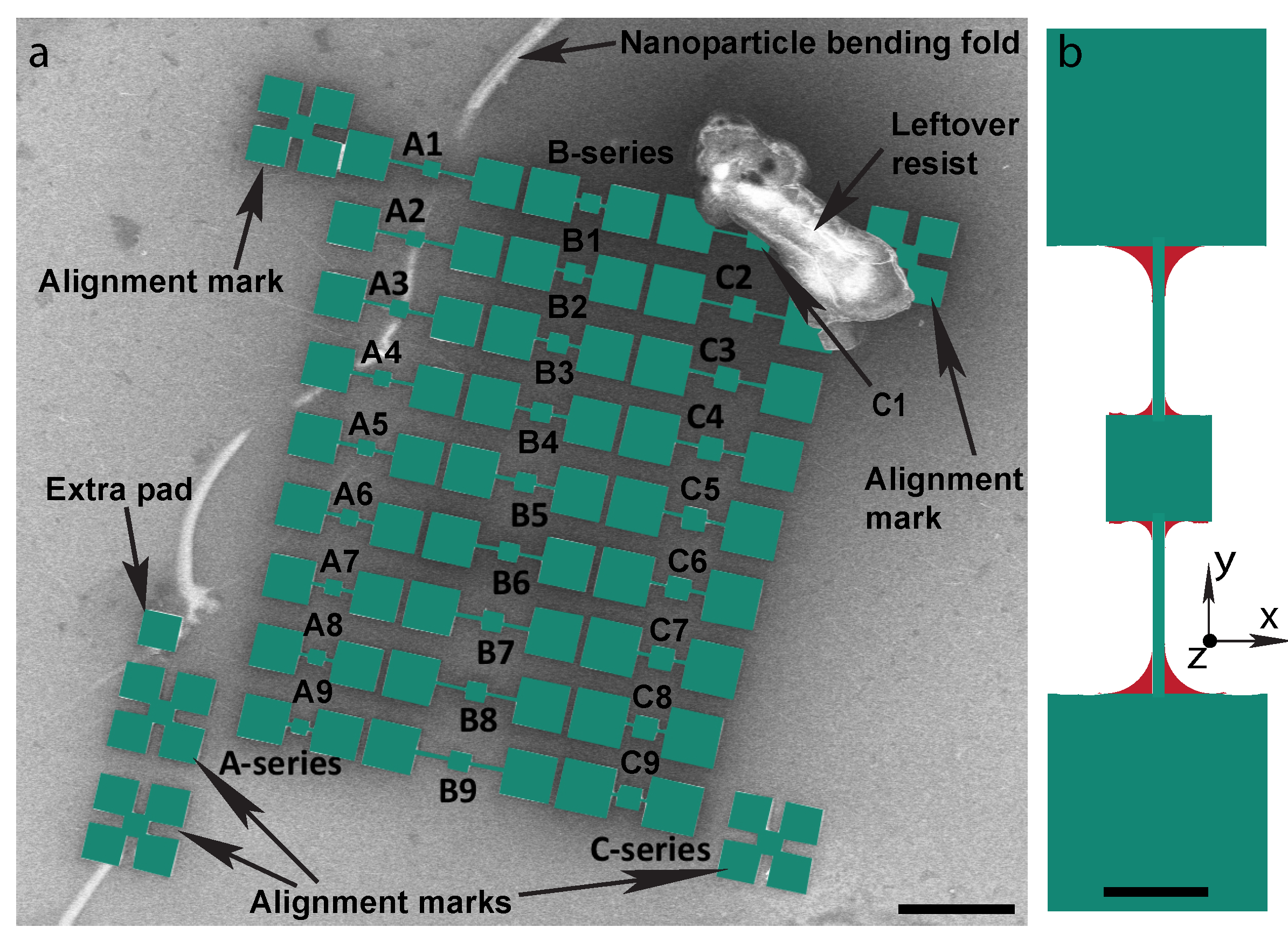 Ijms 21 00984 g003 Ijms 21 00984 g003