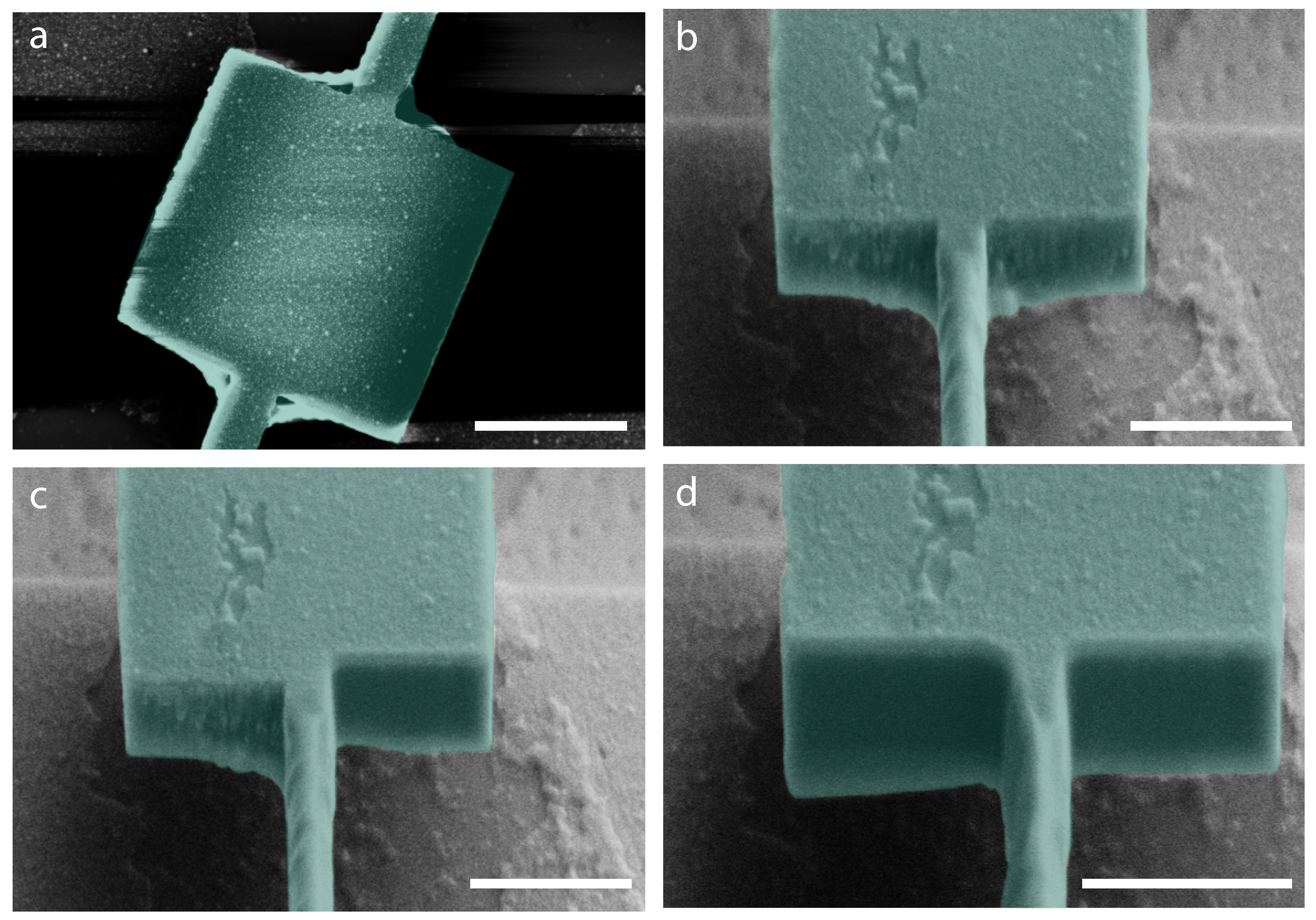 Ijms 21 00984 g005 Ijms 21 00984 g005