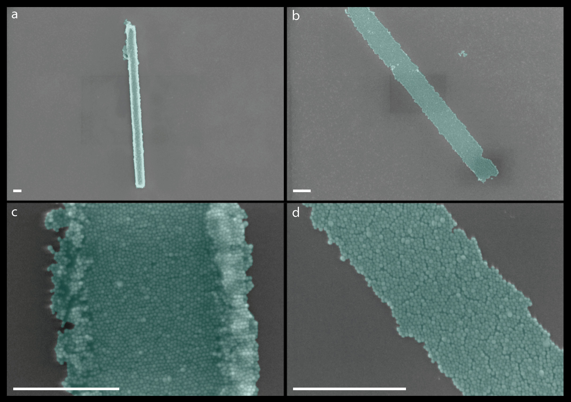 Ijms 21 00984 g011 Ijms 21 00984 g011