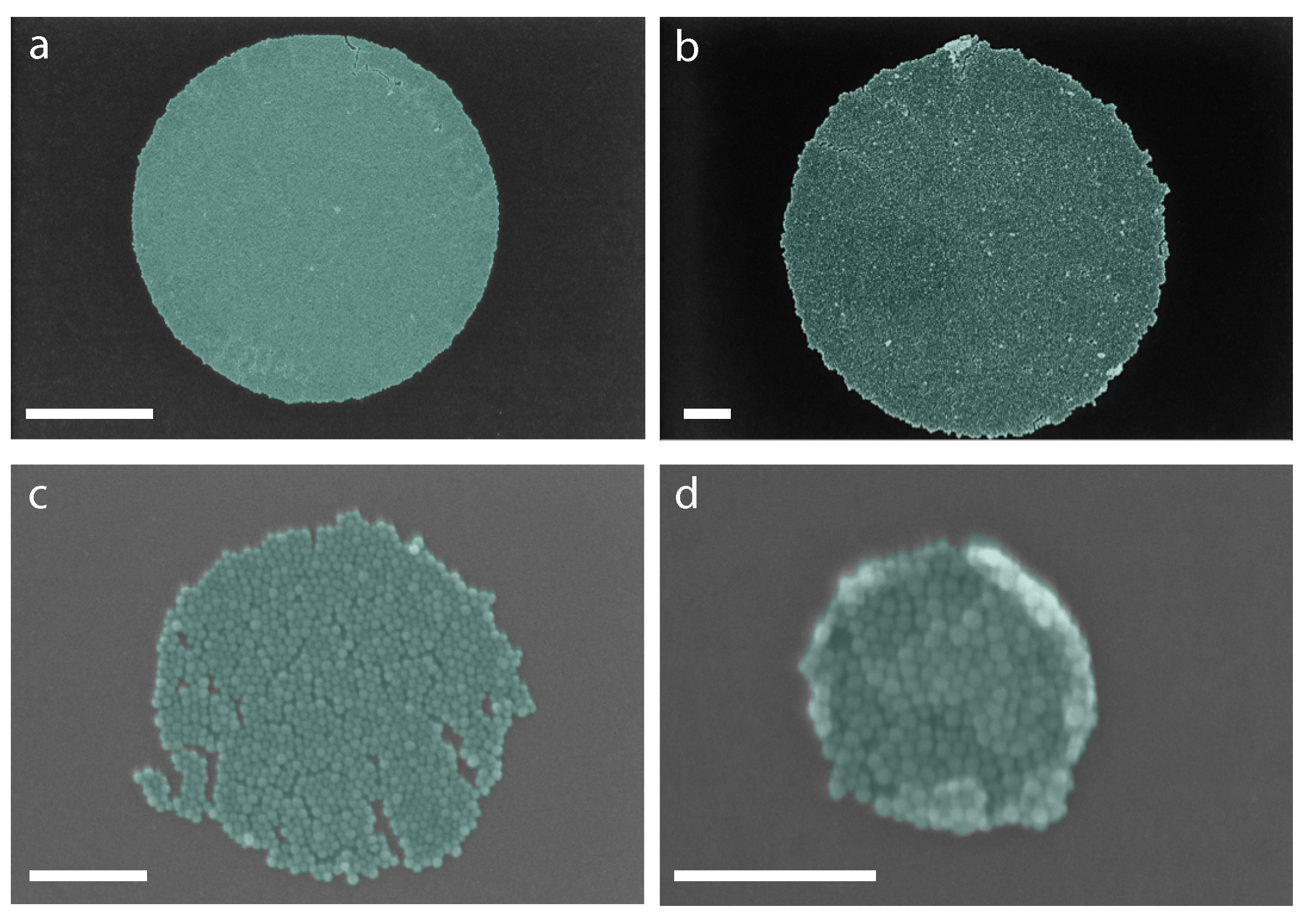 Ijms 21 00984 g012 Ijms 21 00984 g012