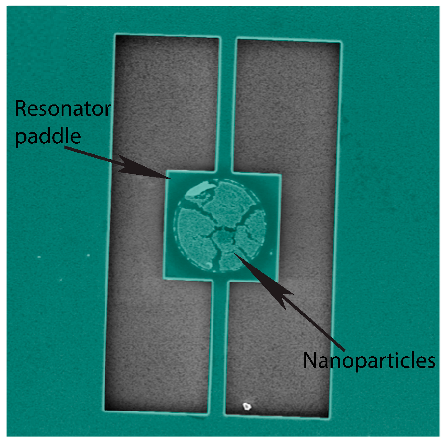 Ijms 21 00984 g013 Ijms 21 00984 g013