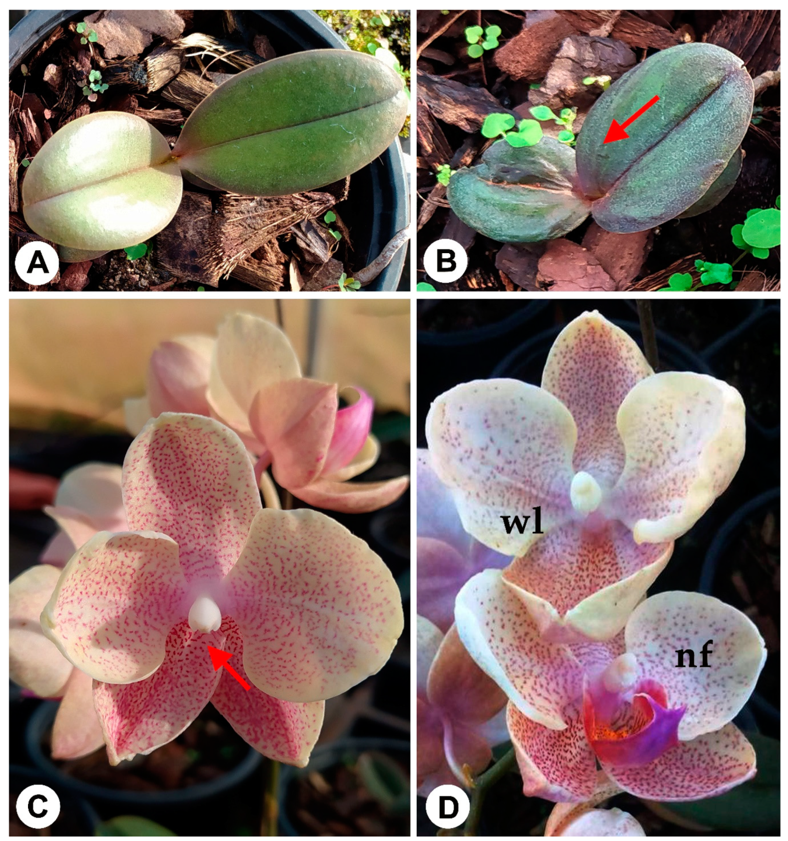 Ijms Free Full Text An Overview Of Orchid Protocorm Like Bodies Mass Propagation Biotechnology Molecular Aspects And Breeding Html