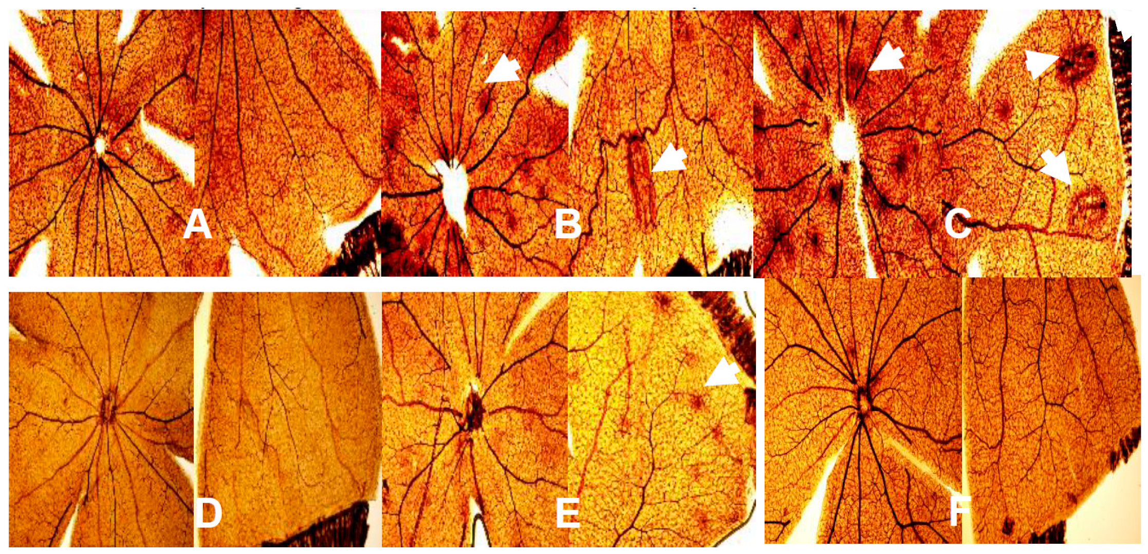 Ijms 21 00987 g009 Ijms 21 00987 g009