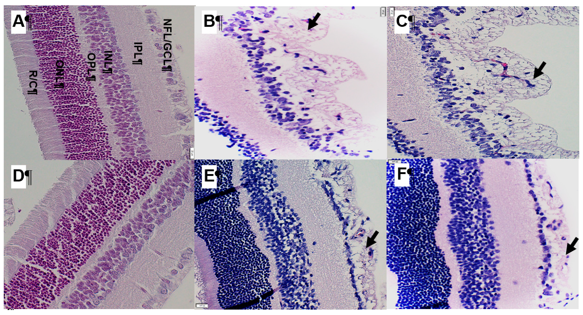 Ijms 21 00987 g010 Ijms 21 00987 g010