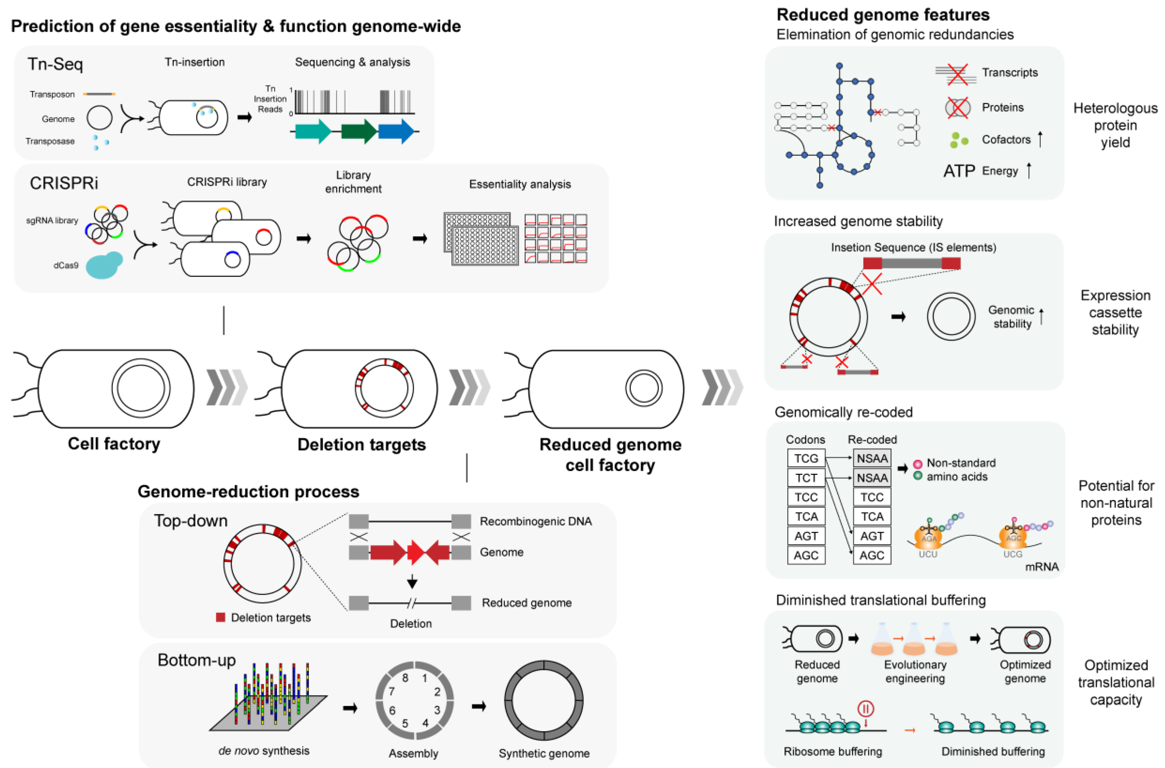 IJMS | Free Full-Text | Engineering Biology to Construct Microbial 