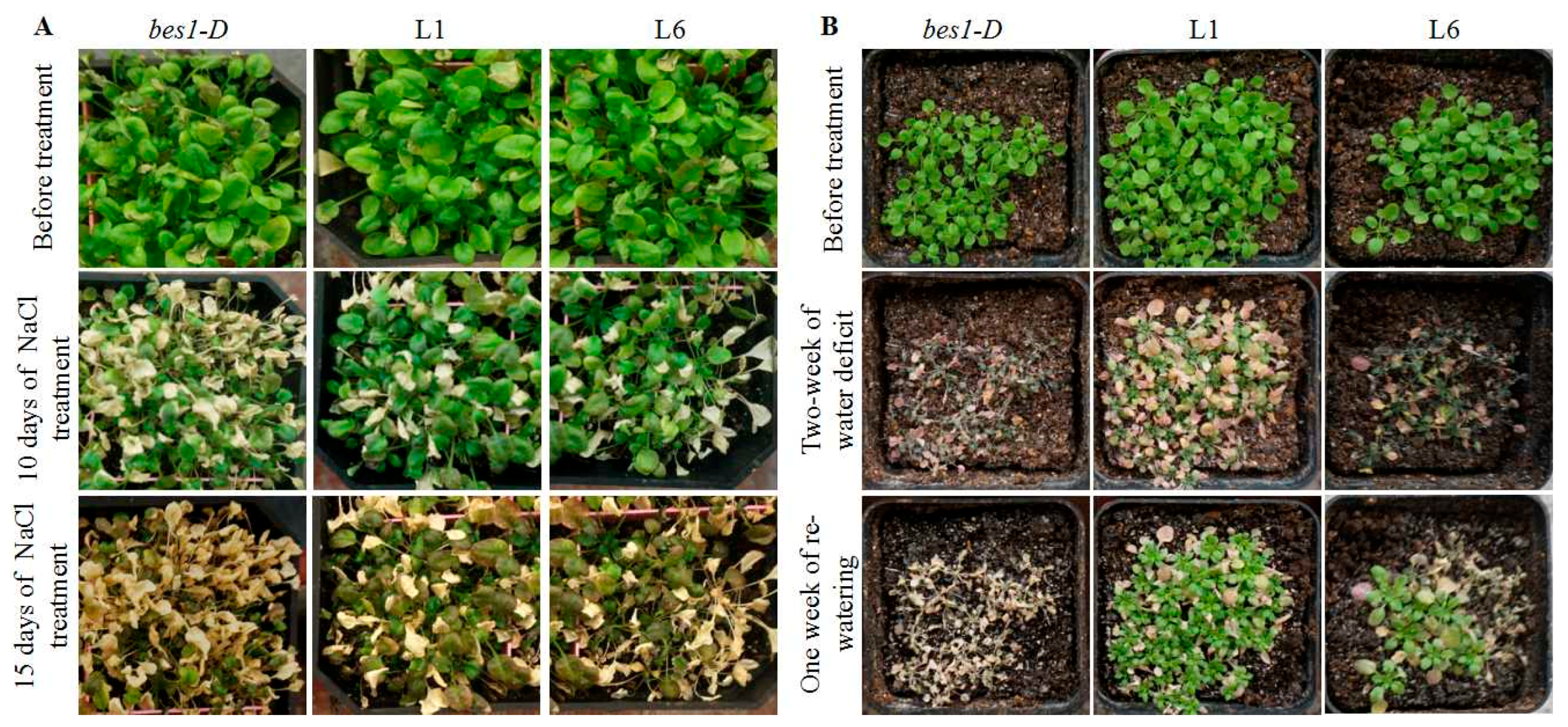 Ijms 21 00996 g004 Ijms 21 00996 g004