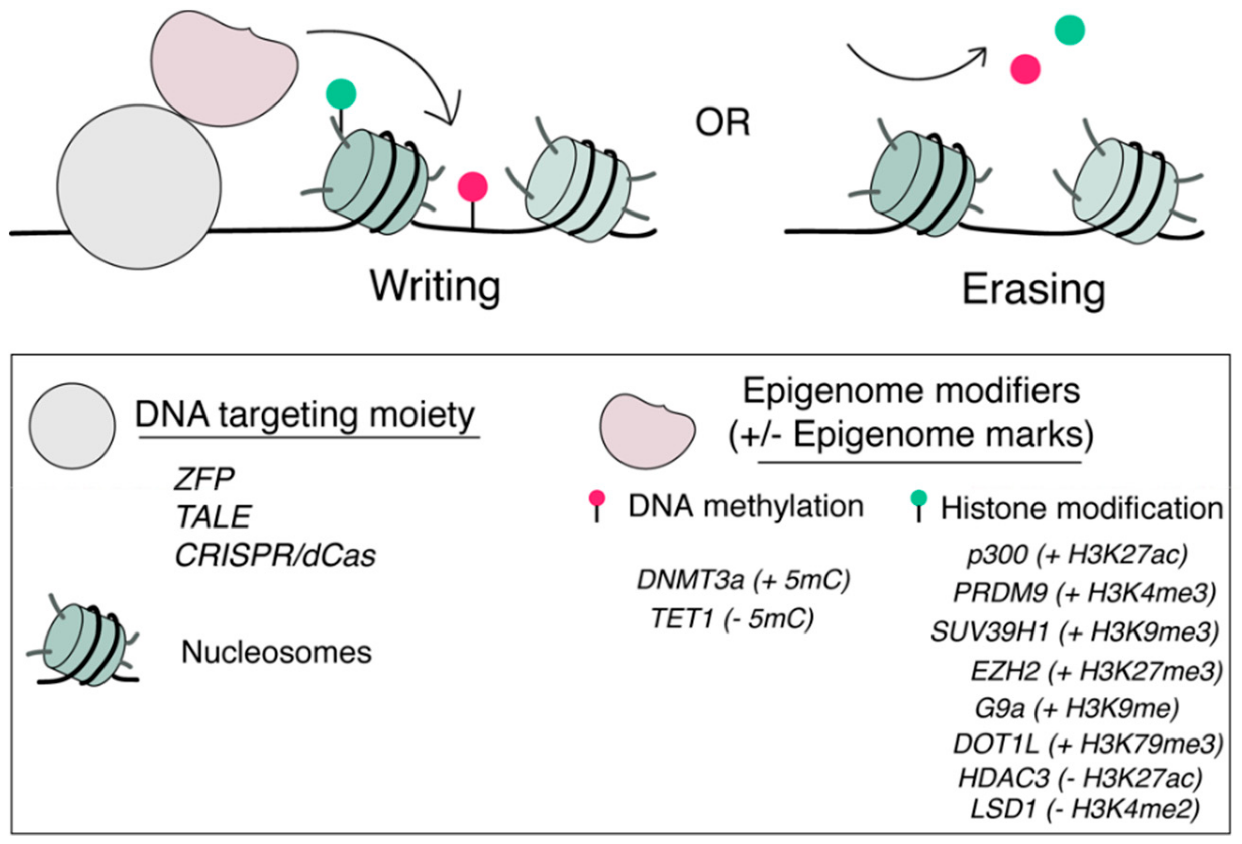 Ijms Free Full Text Chemical And Light Inducible Epigenome Editing Html