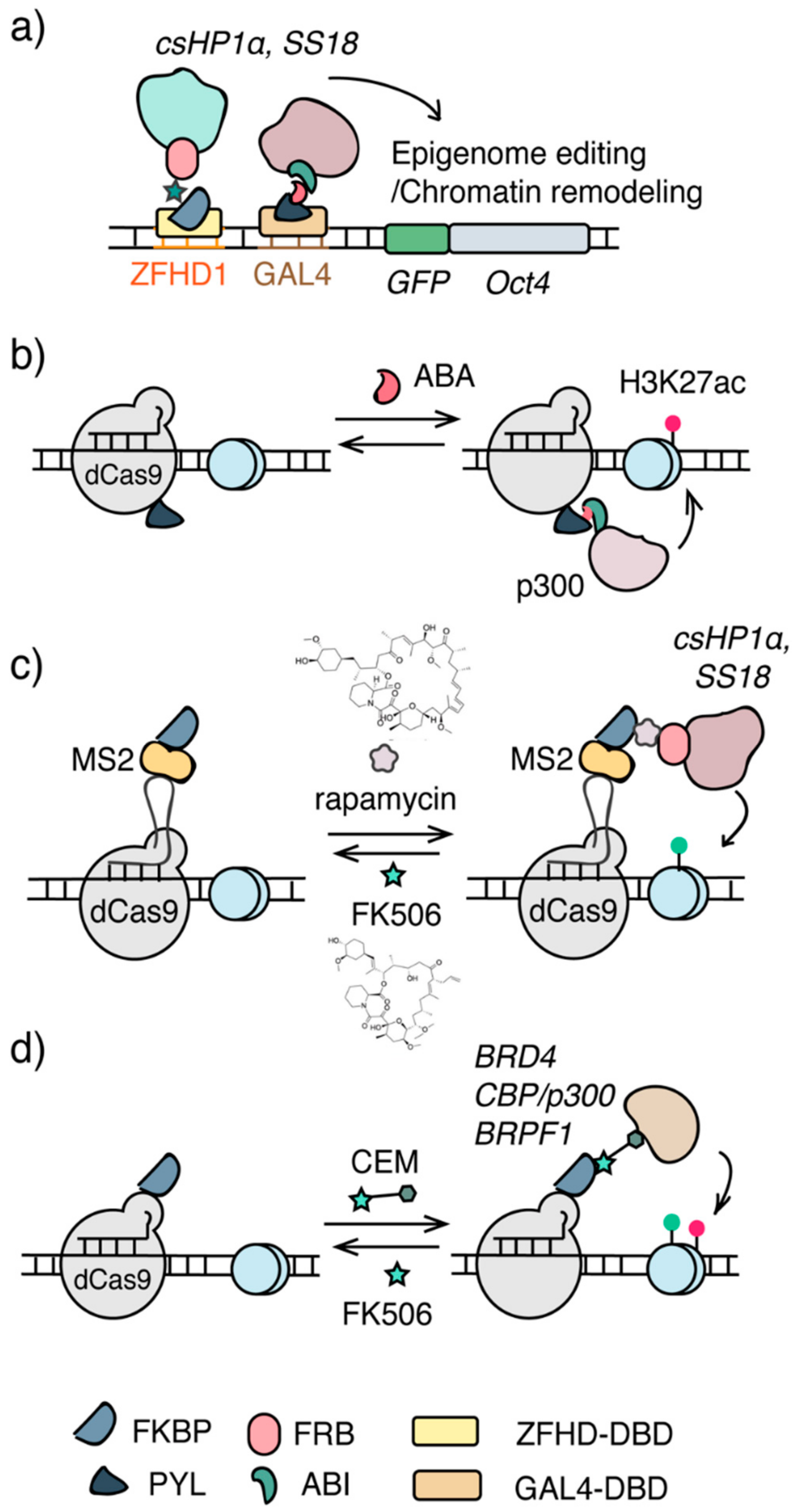 Ijms Free Full Text Chemical And Light Inducible Epigenome Editing Html Ijms Free Full Text Chemical And Light Inducible Epigenome Editing Html