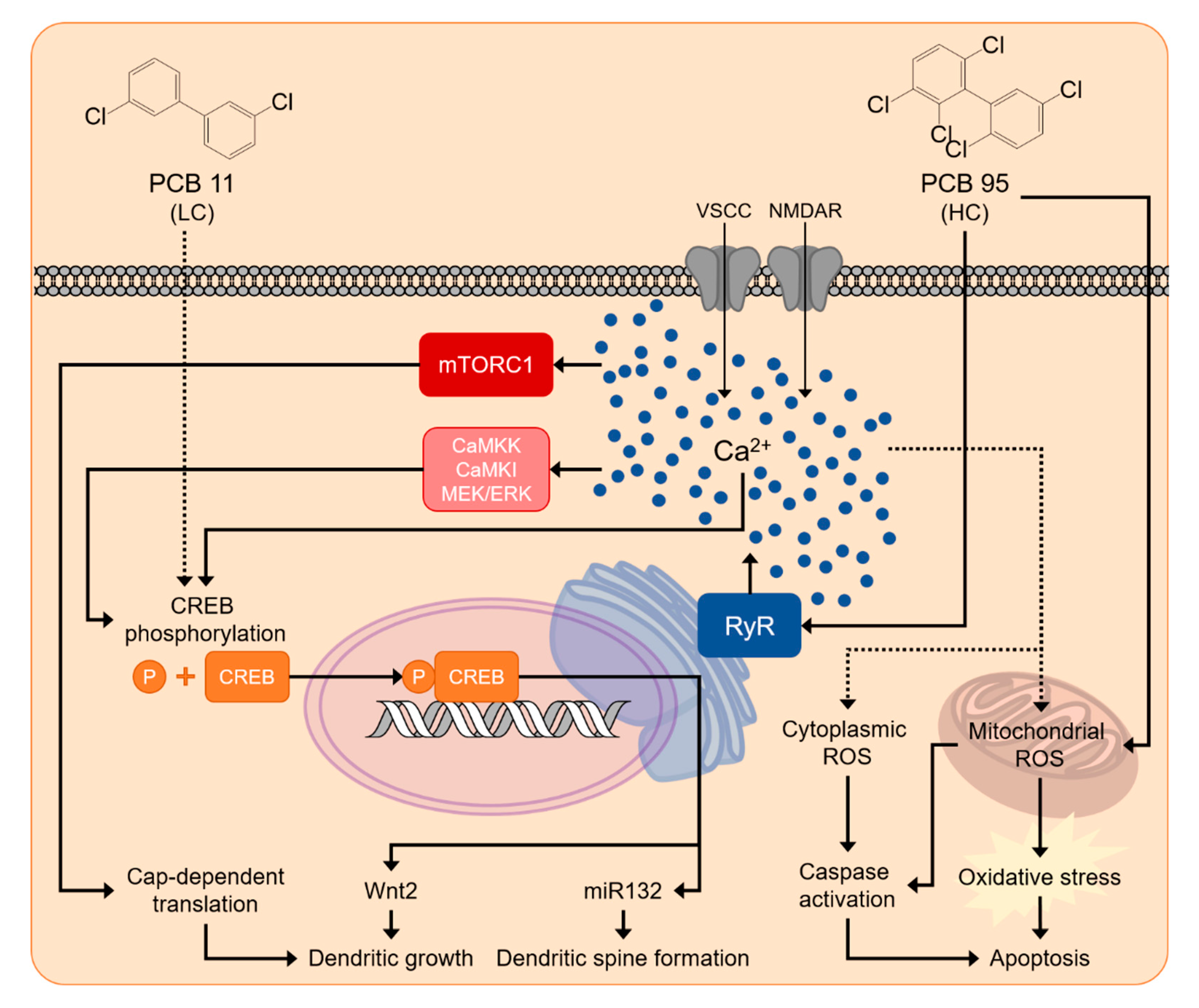 Assessment of Polychlorinated Biphenyls and Their Hydroxylated Metabolites  in Postmortem Human Brain Samples: Age and Brain Region Differences