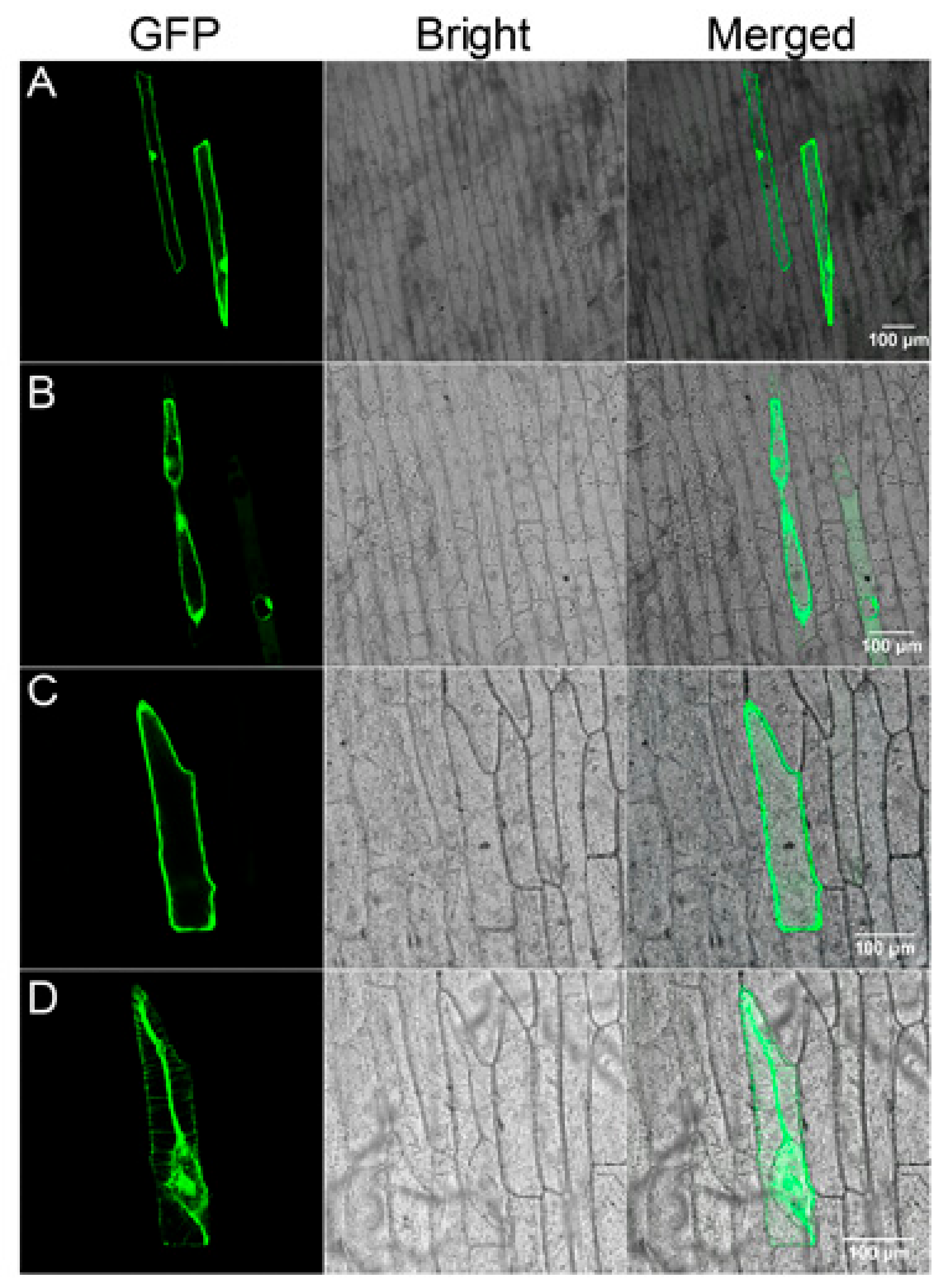 Ijms 21 01023 g008 Ijms 21 01023 g008