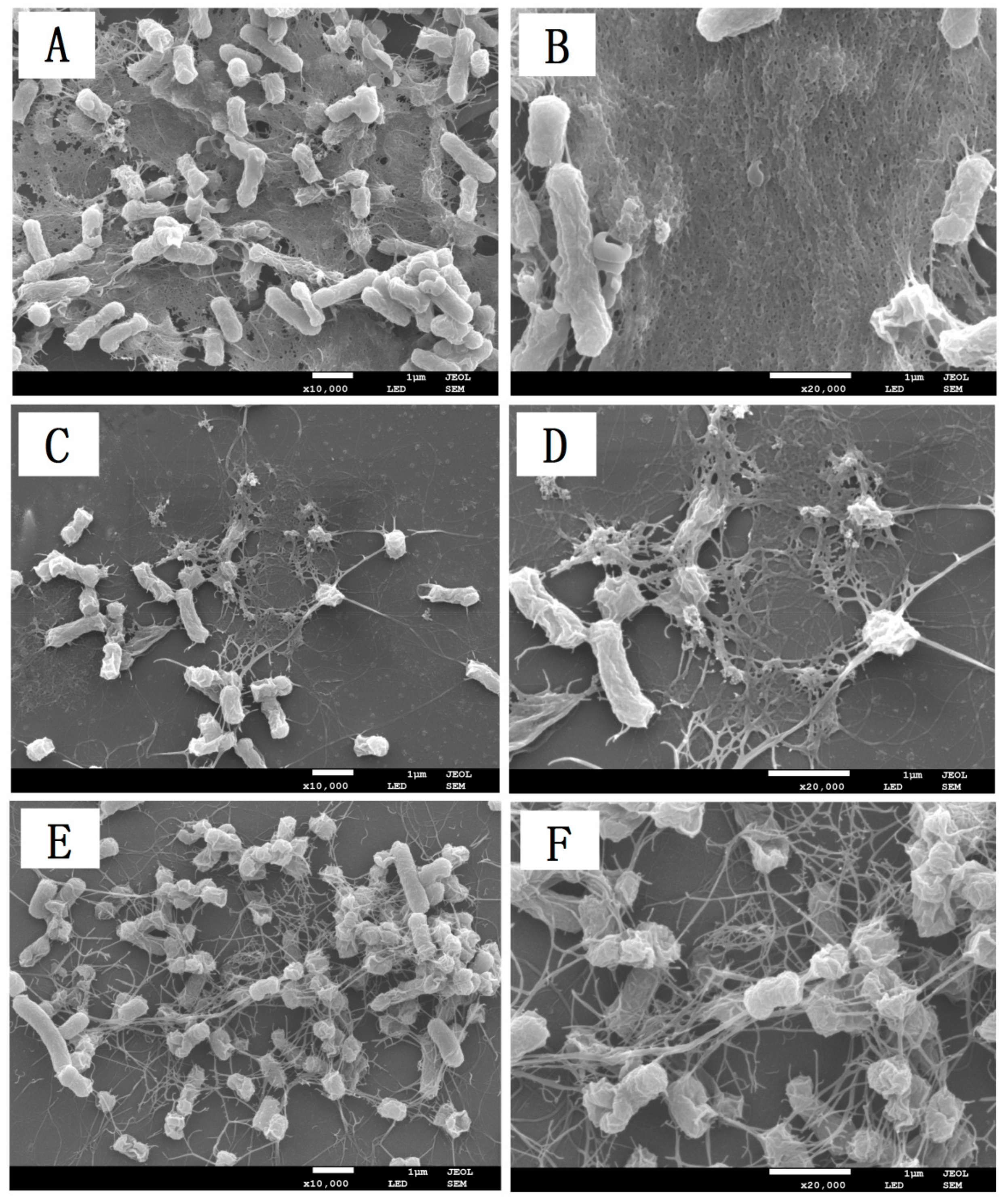 Ijms 21 01025 g006 Ijms 21 01025 g006