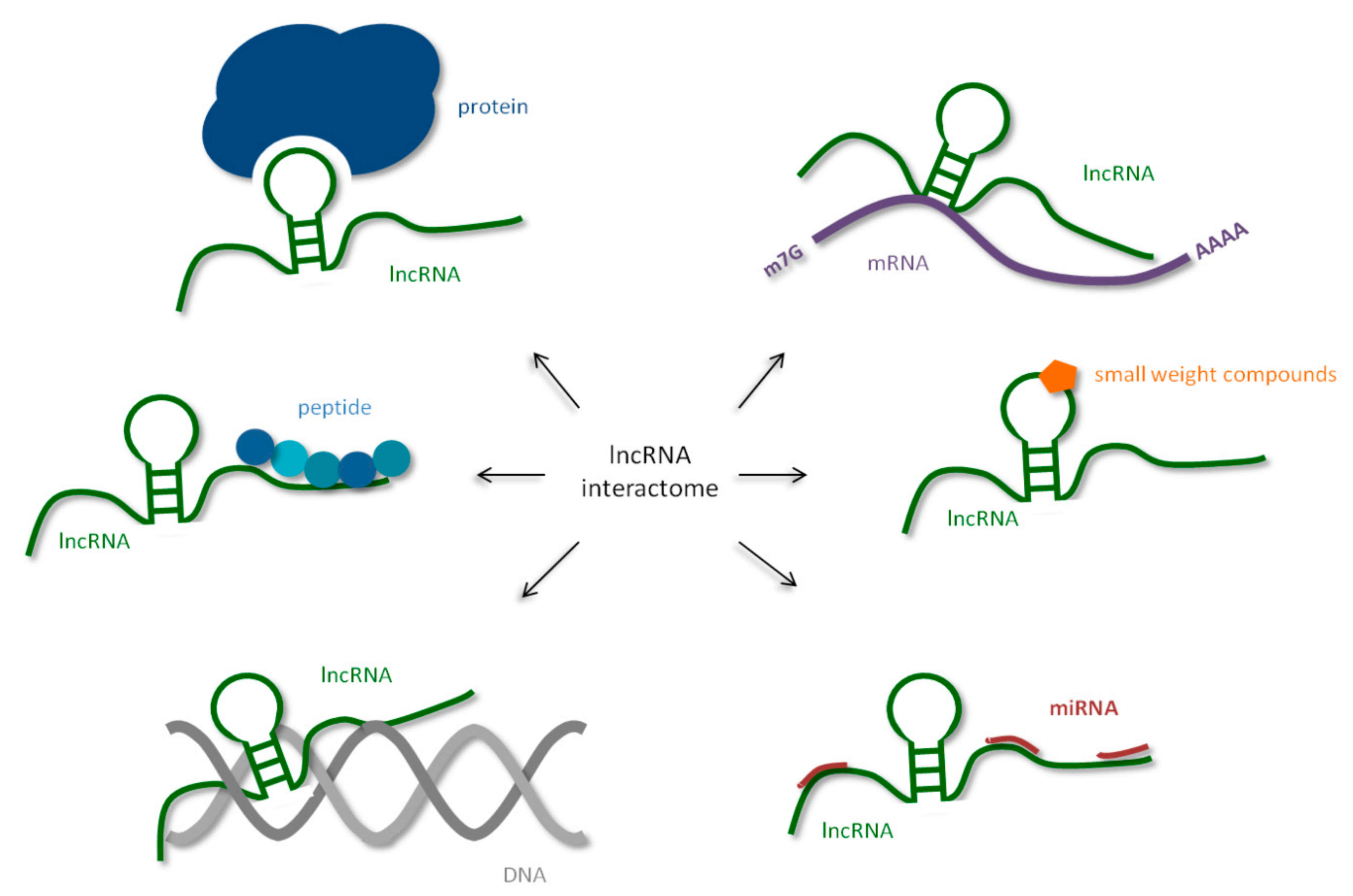 Characterization of long noncoding RNA and messenger RNA