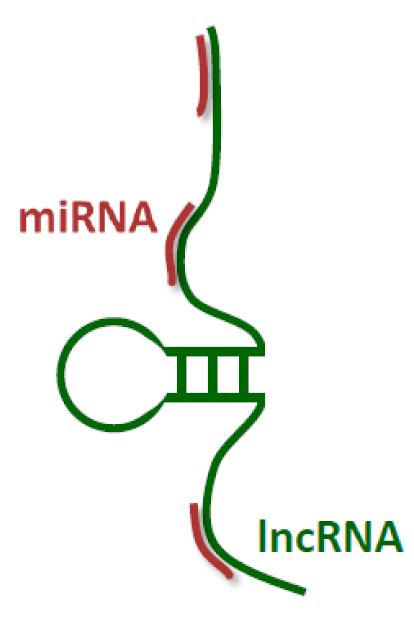 Ijms 21 01027 i001 Ijms 21 01027 i001