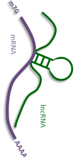 Ijms 21 01027 i002 Ijms 21 01027 i002