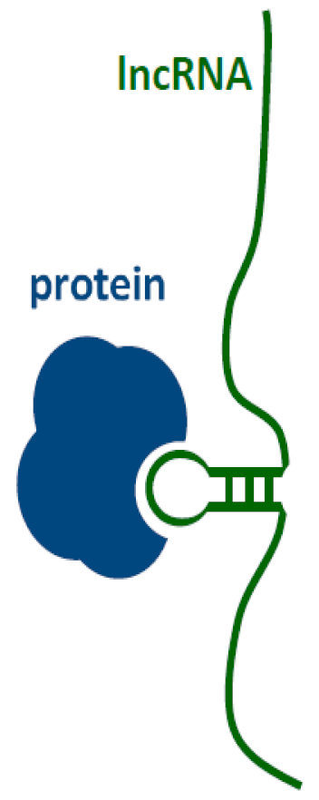 Ijms 21 01027 i004 Ijms 21 01027 i004