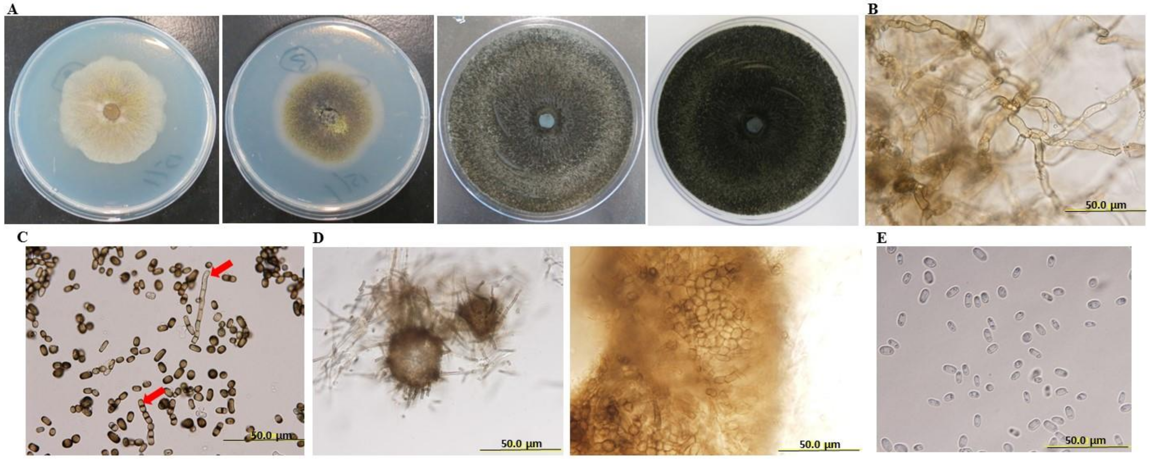 Ijms 21 01033 g002 Ijms 21 01033 g002