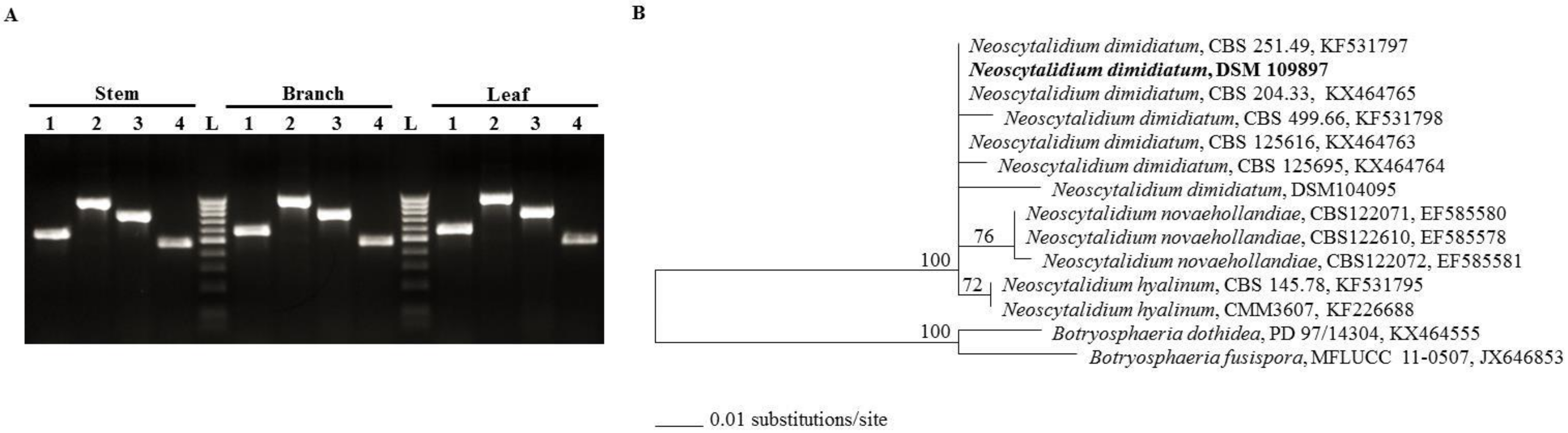 Ijms 21 01033 g003 Ijms 21 01033 g003