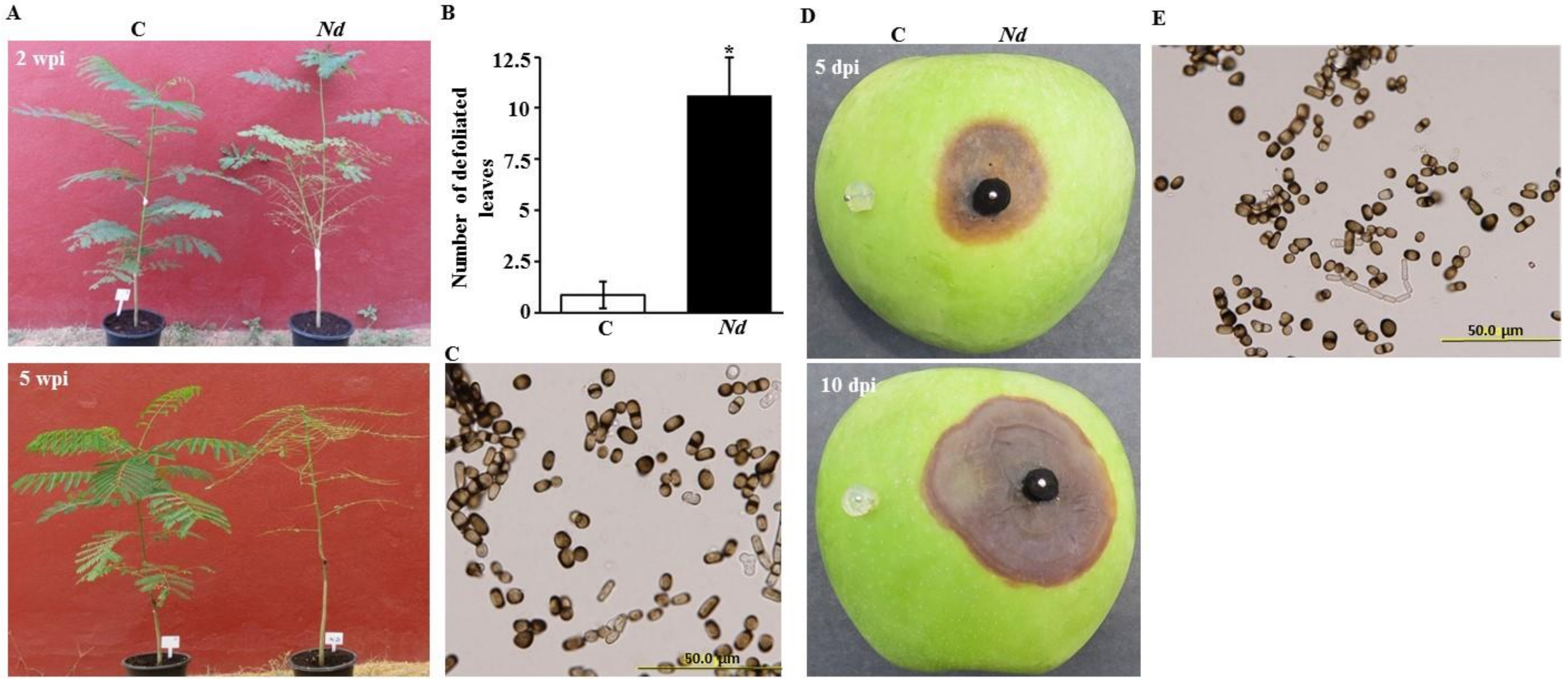 Ijms 21 01033 g004 Ijms 21 01033 g004
