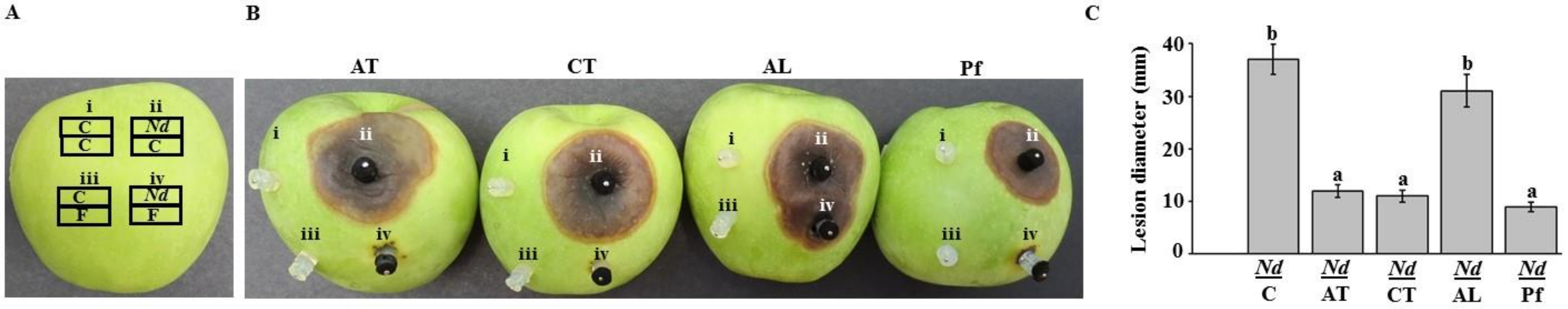 Ijms 21 01033 g006 Ijms 21 01033 g006