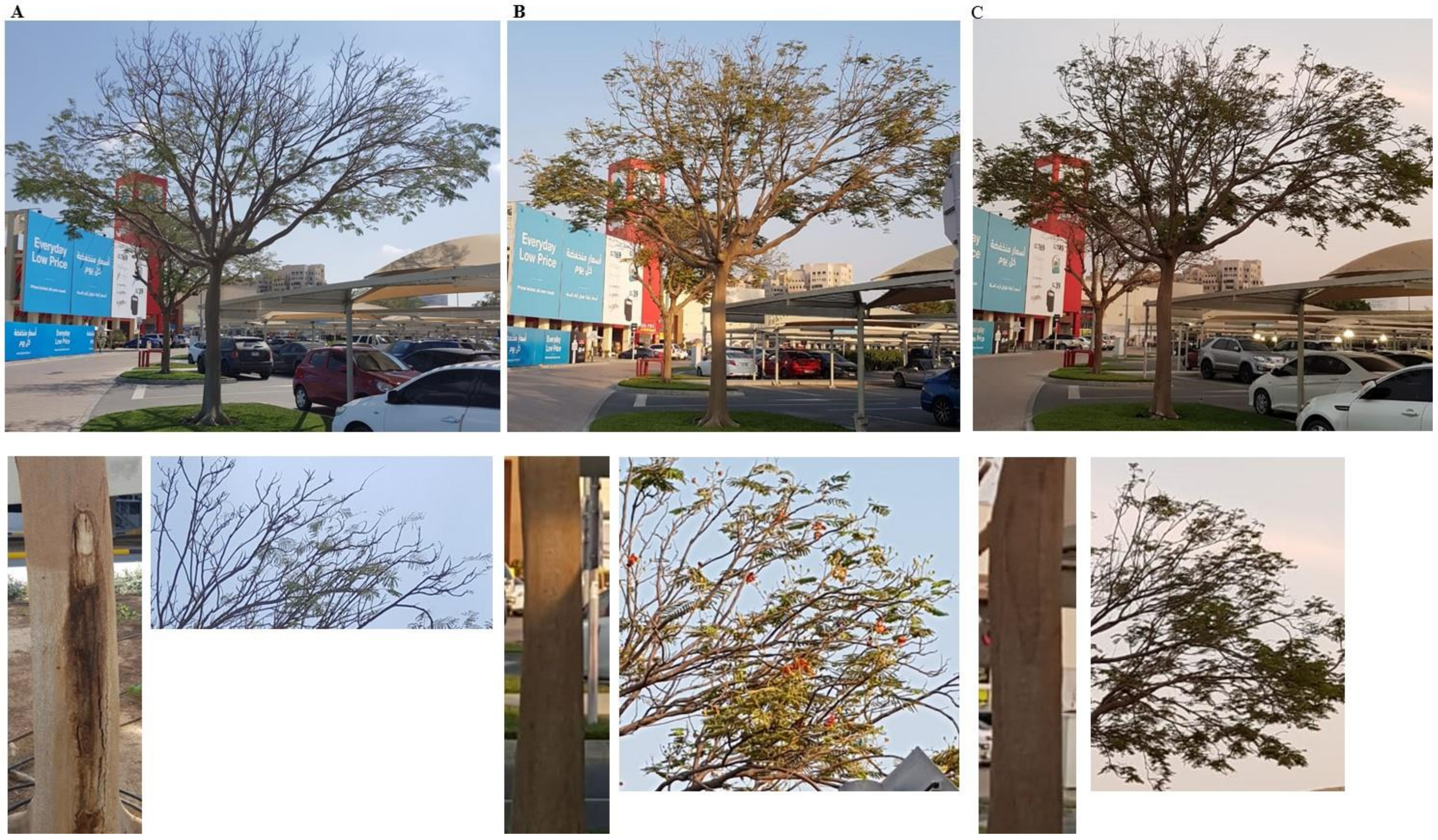 Ijms 21 01033 g008 Ijms 21 01033 g008