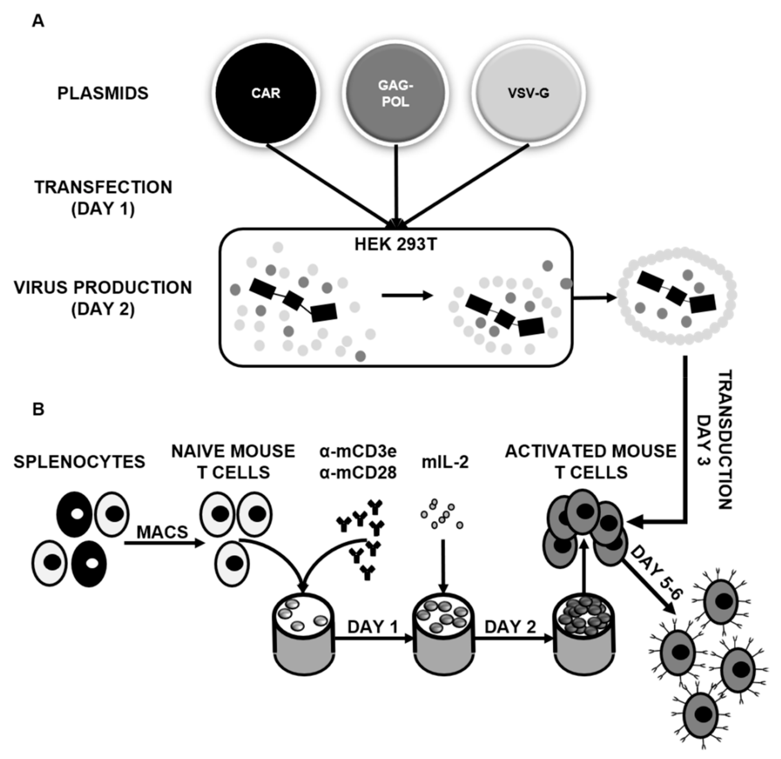 Ijms 21 01039 g001 Ijms 21 01039 g001