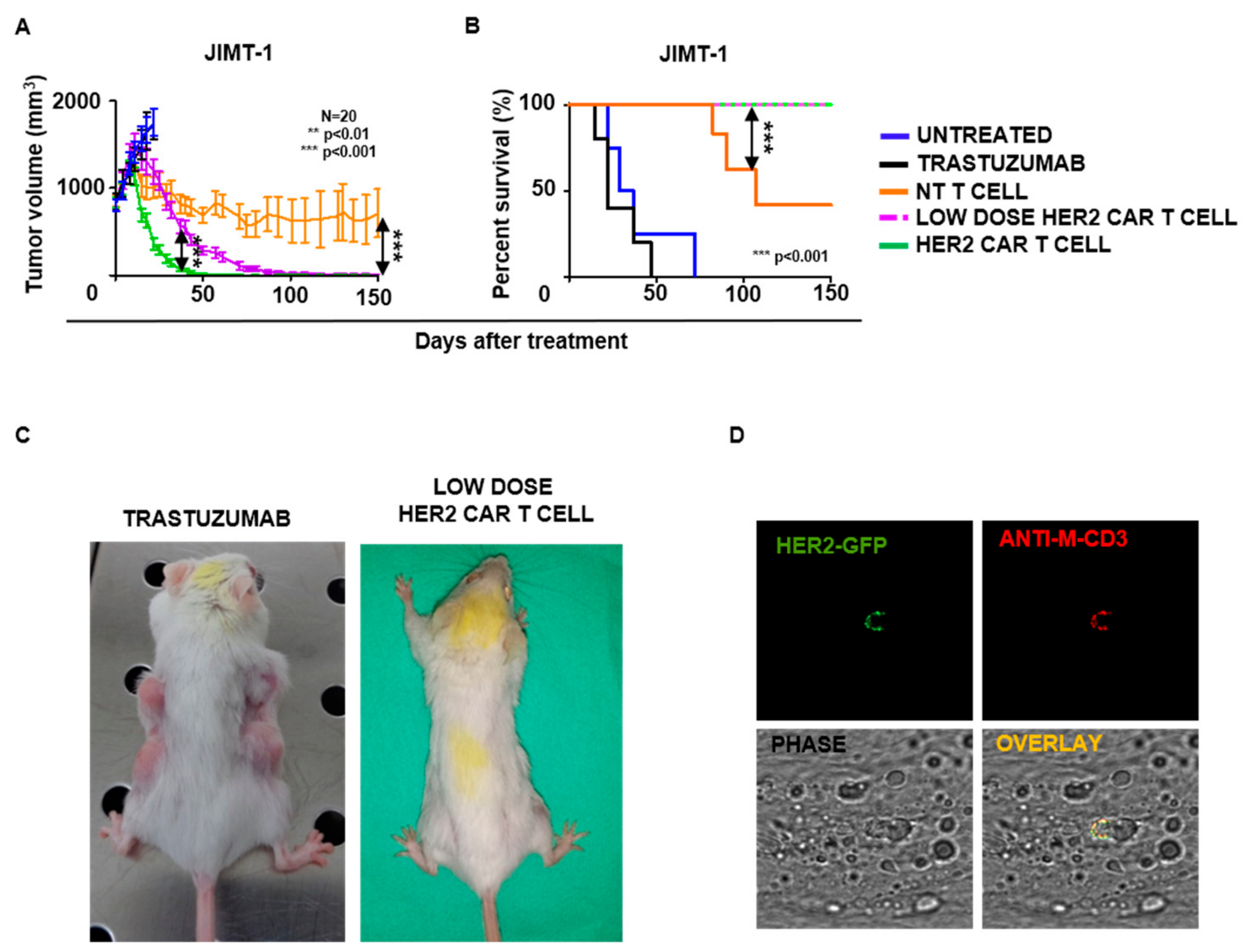 Ijms 21 01039 g005 Ijms 21 01039 g005