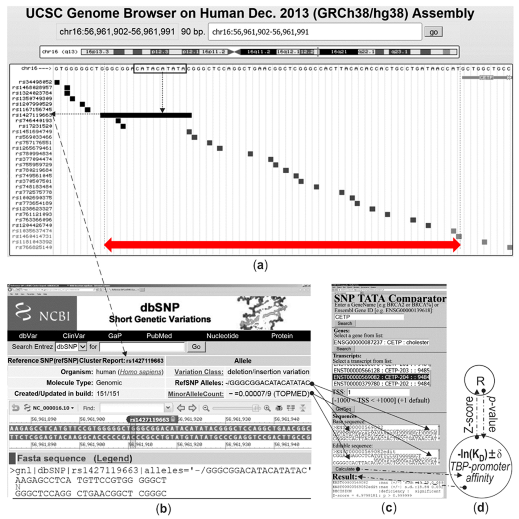 A new synonym-substitution method to enrich the human phenotype