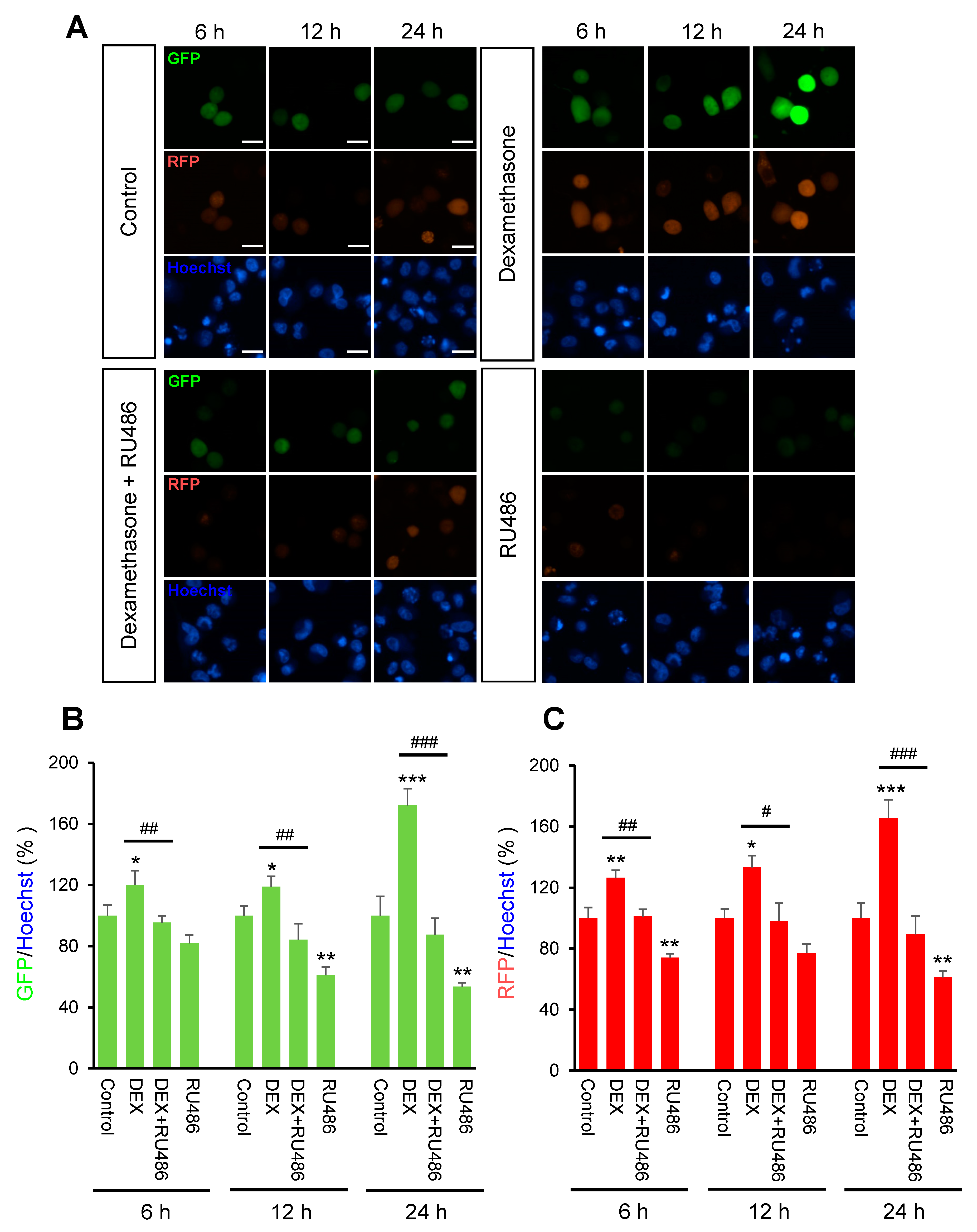 Ijms 21 01050 g001 Ijms 21 01050 g001