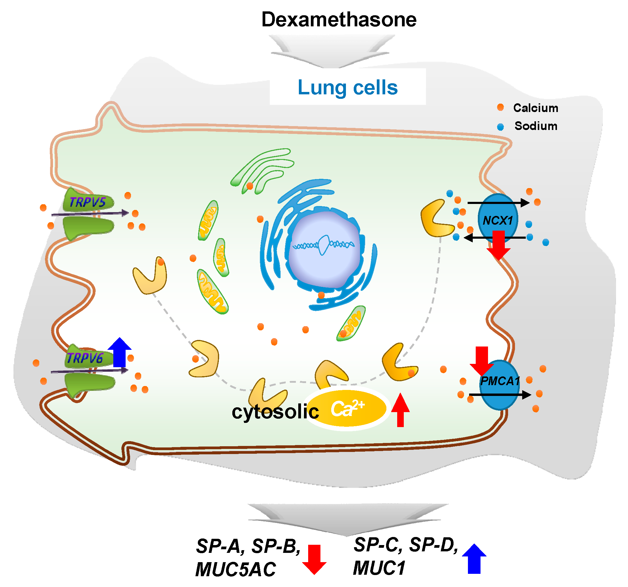 Ijms 21 01050 g007 Ijms 21 01050 g007