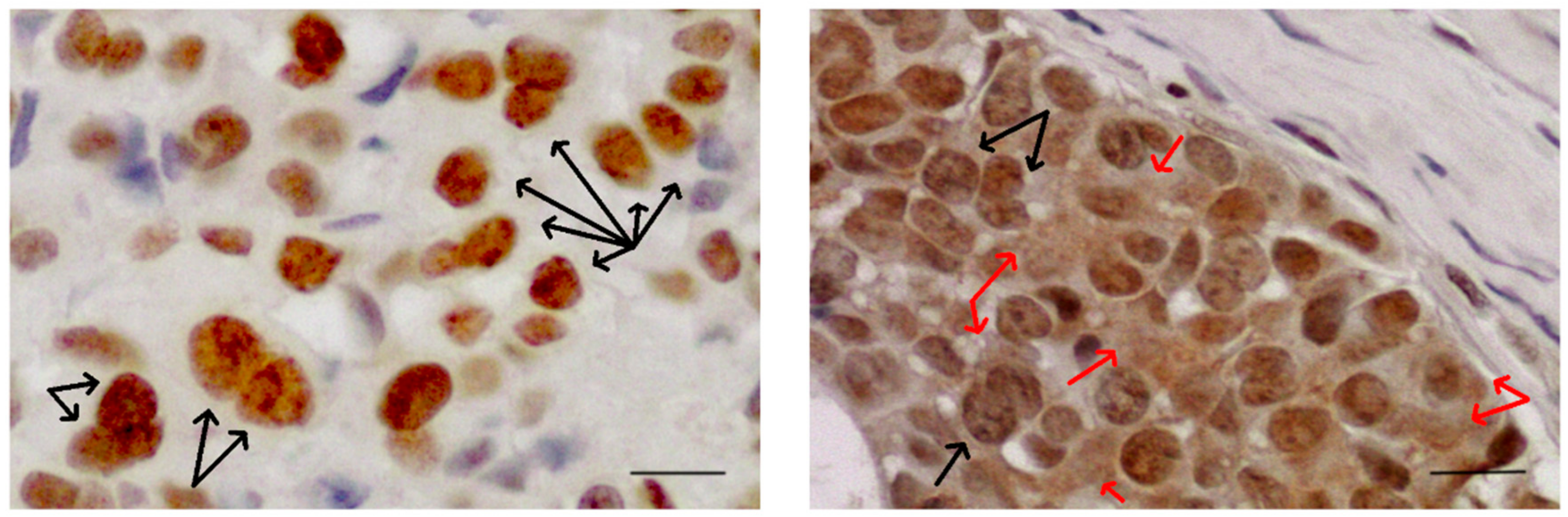 Ijms 21 01051 g003 Ijms 21 01051 g003