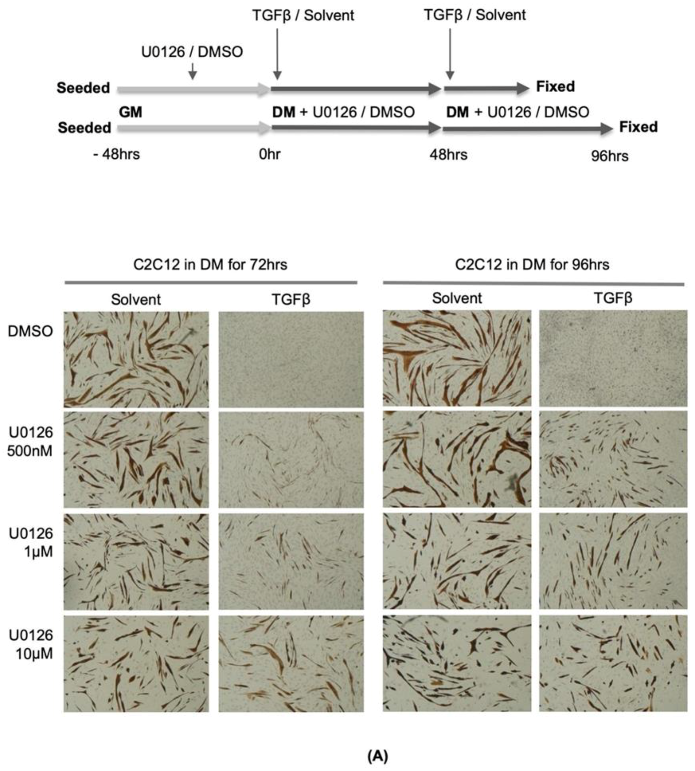 Ijms 21 01057 g003a Ijms 21 01057 g003a