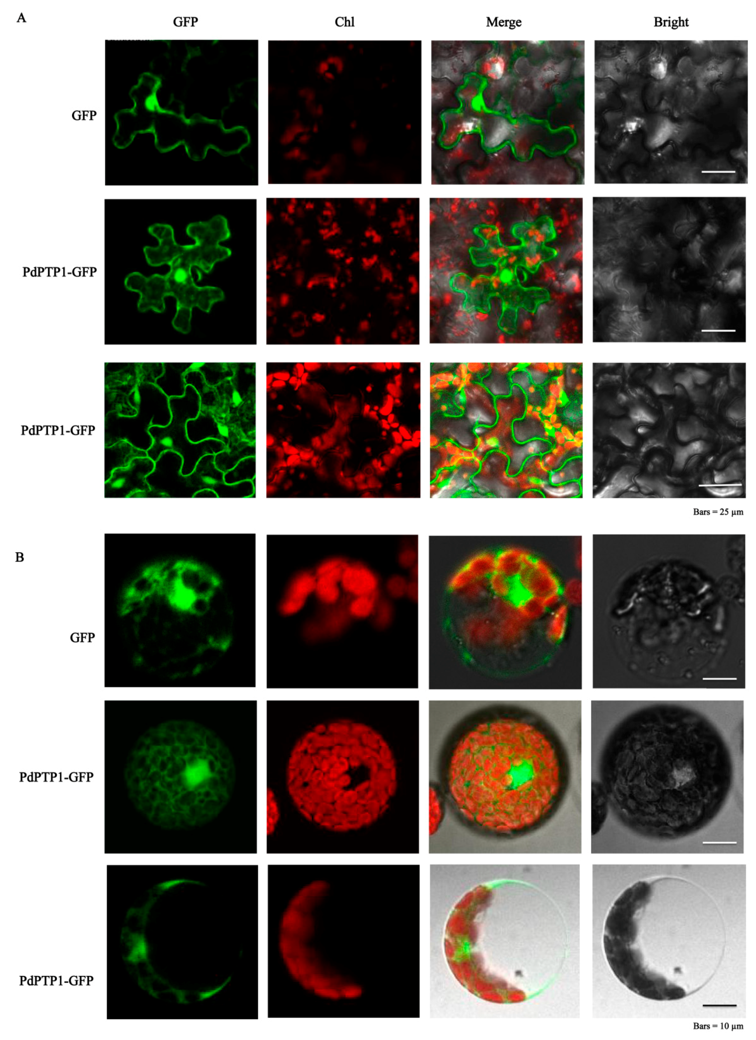 Ijms 21 01065 g002 Ijms 21 01065 g002