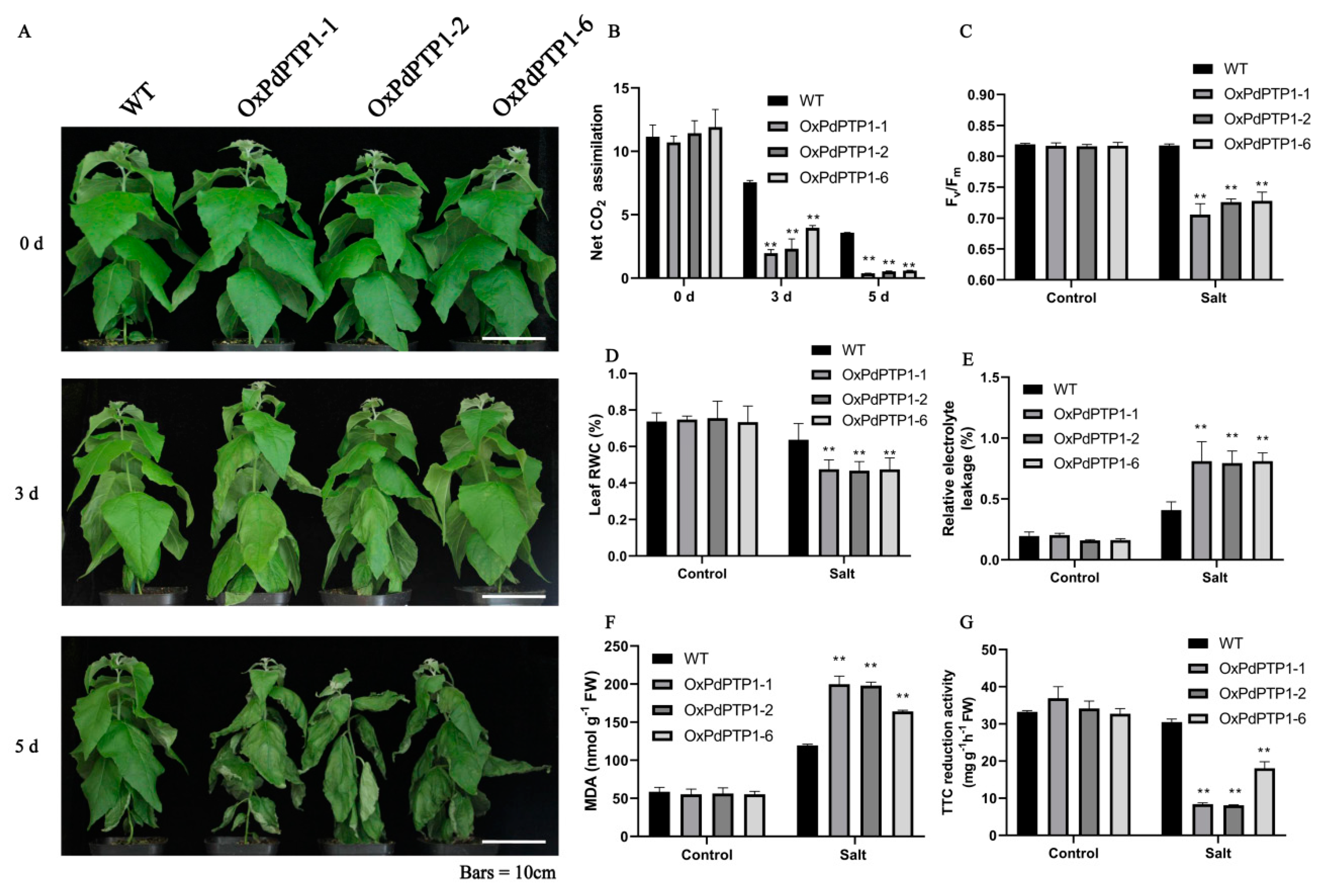 Ijms 21 01065 g004 Ijms 21 01065 g004