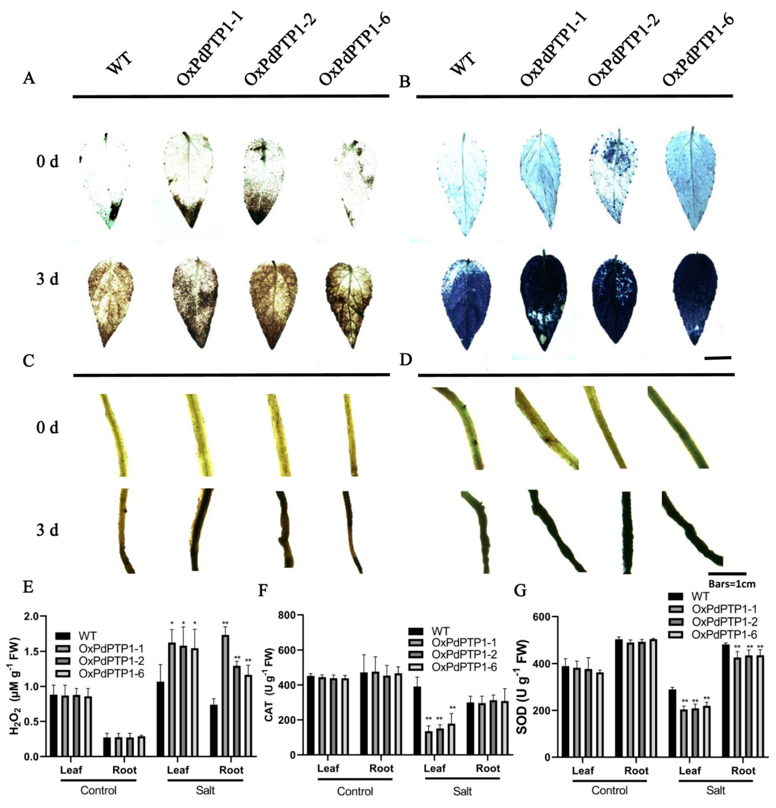 Ijms 21 01065 g005 Ijms 21 01065 g005